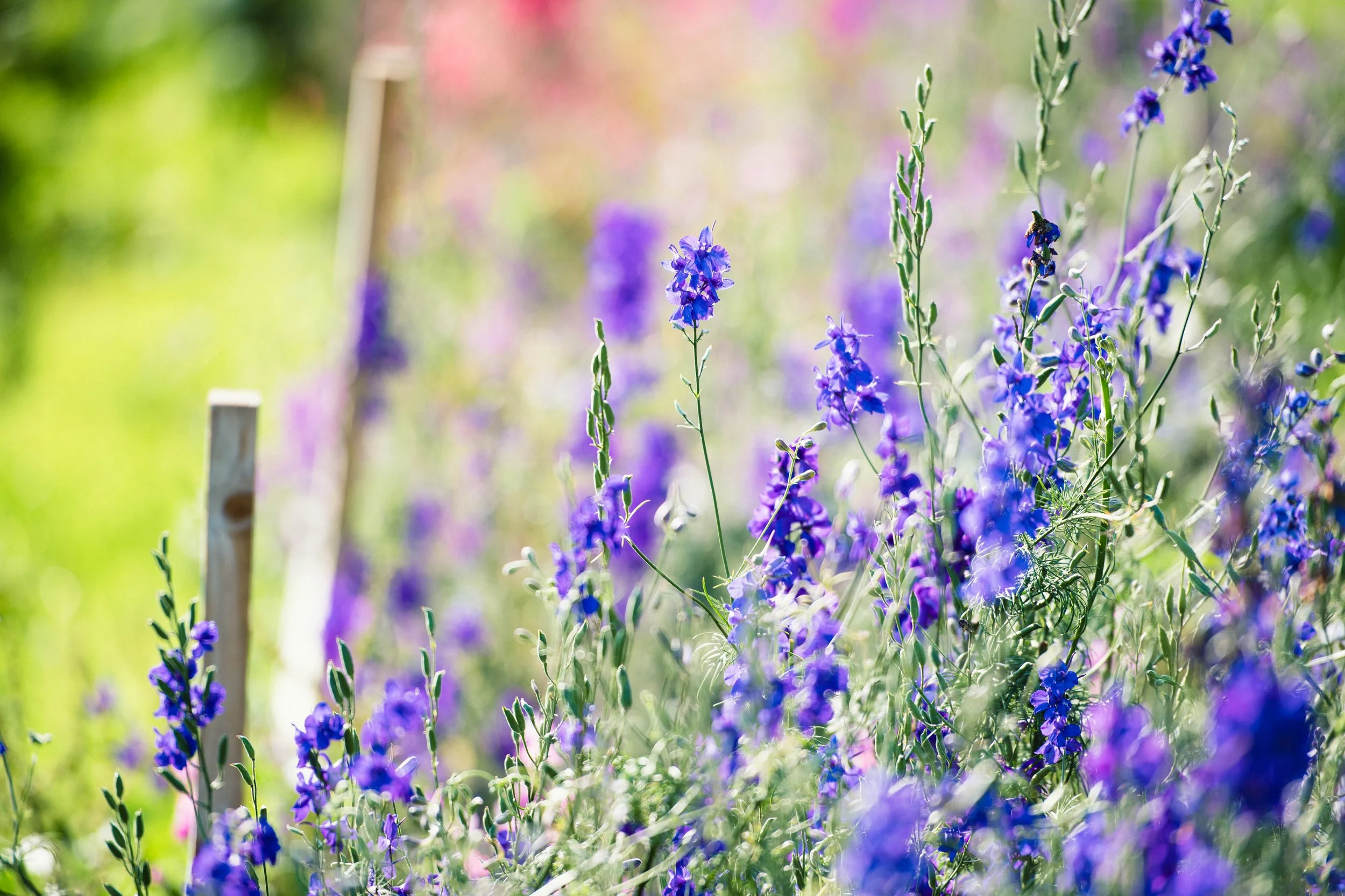 LS_FLowersJo_260822_003-2.jpg