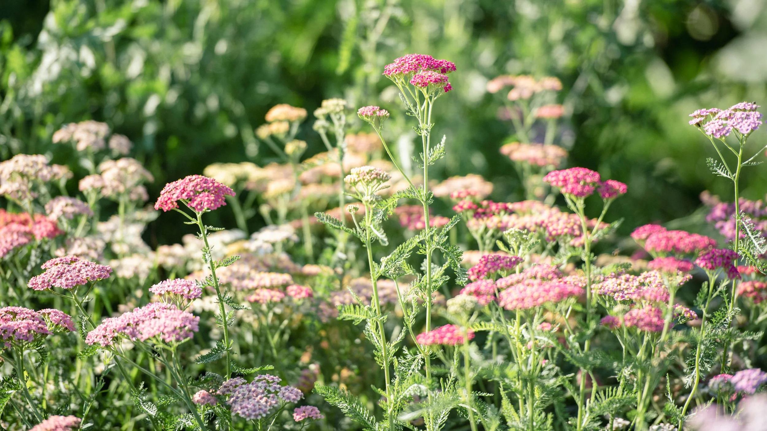 LS_FLowersJo_260822_003-3.jpg