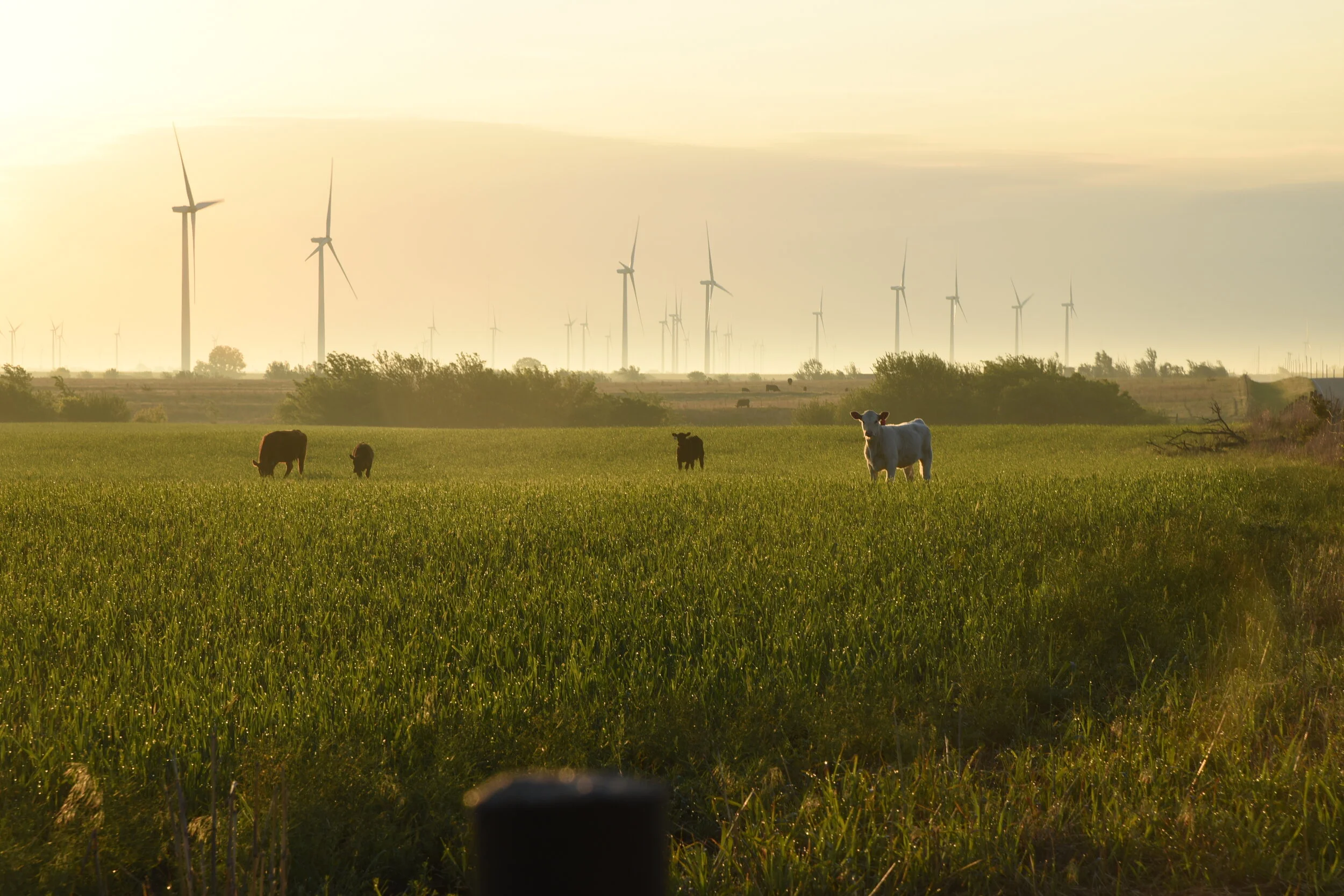 wind farm 2.JPG