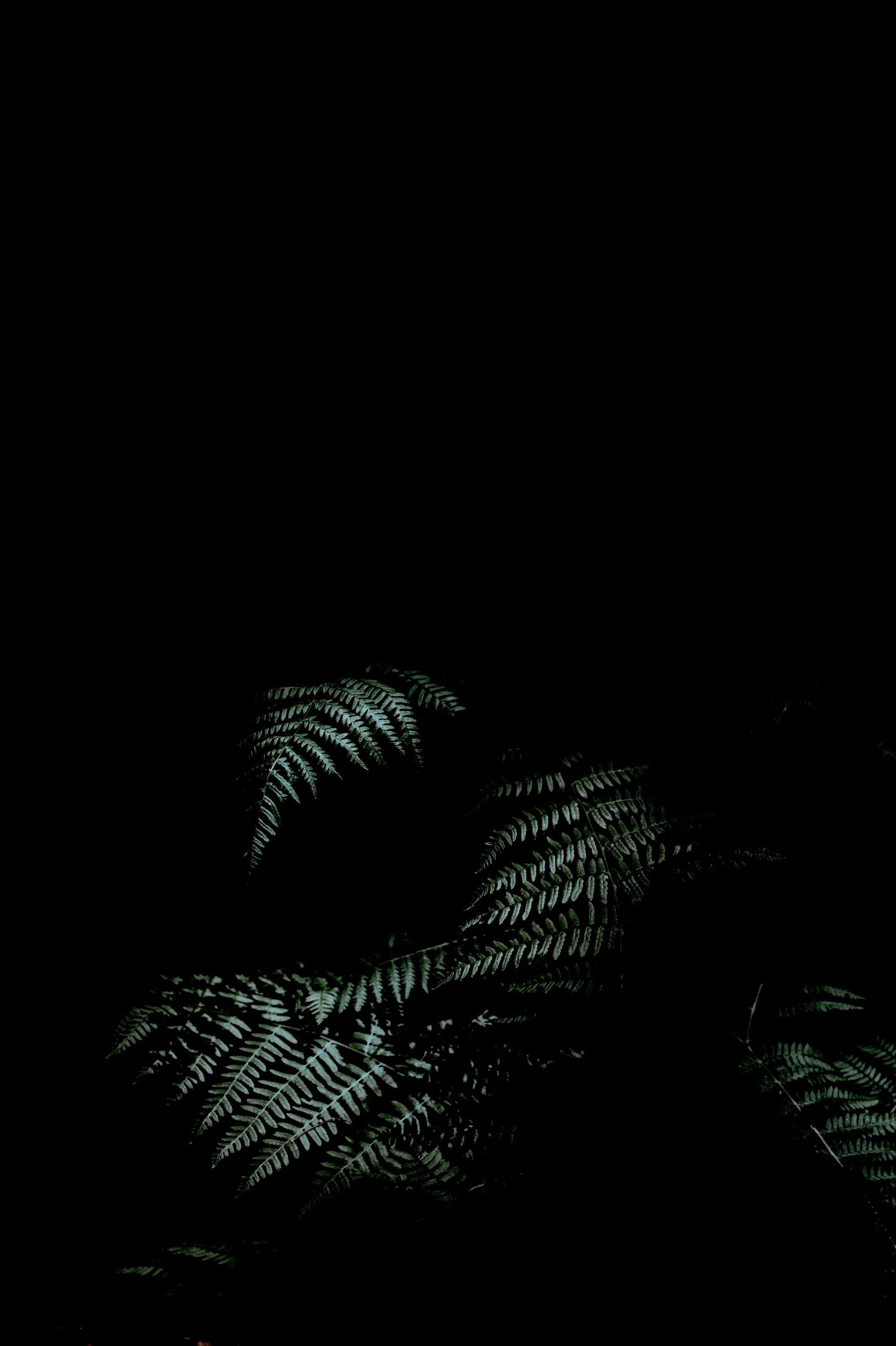 annie-spratt-v6asLq_dYzw-unsplash copy.jpg