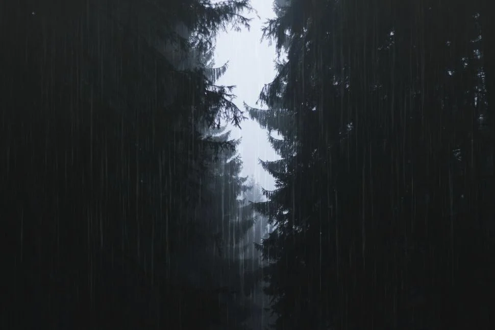 dark-forest-landscape-in-black-and-white(1).jpg