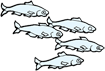 minnows.gif
