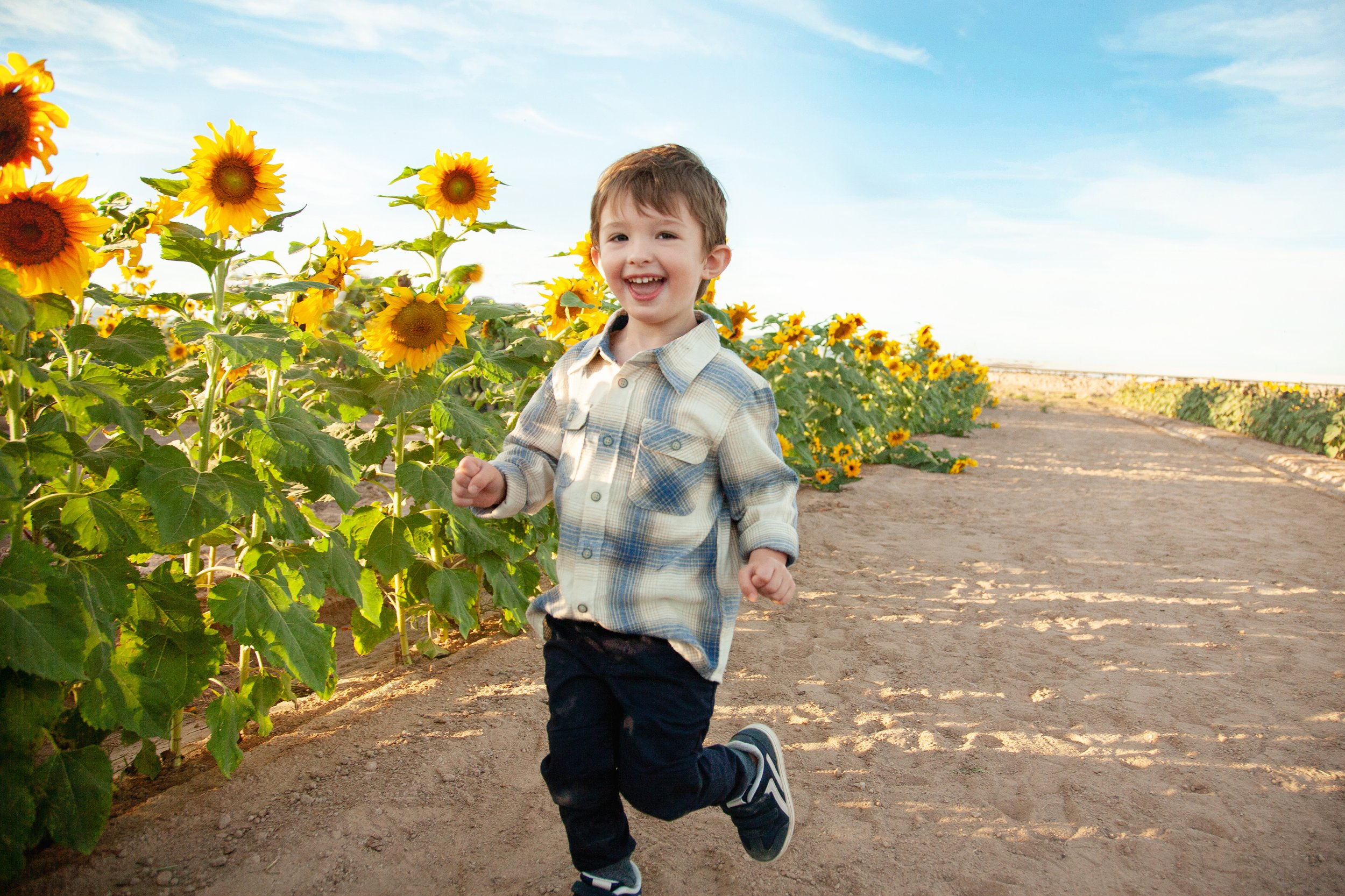 Sunflower photos at Rocker 7 Farm Patch 105.jpg