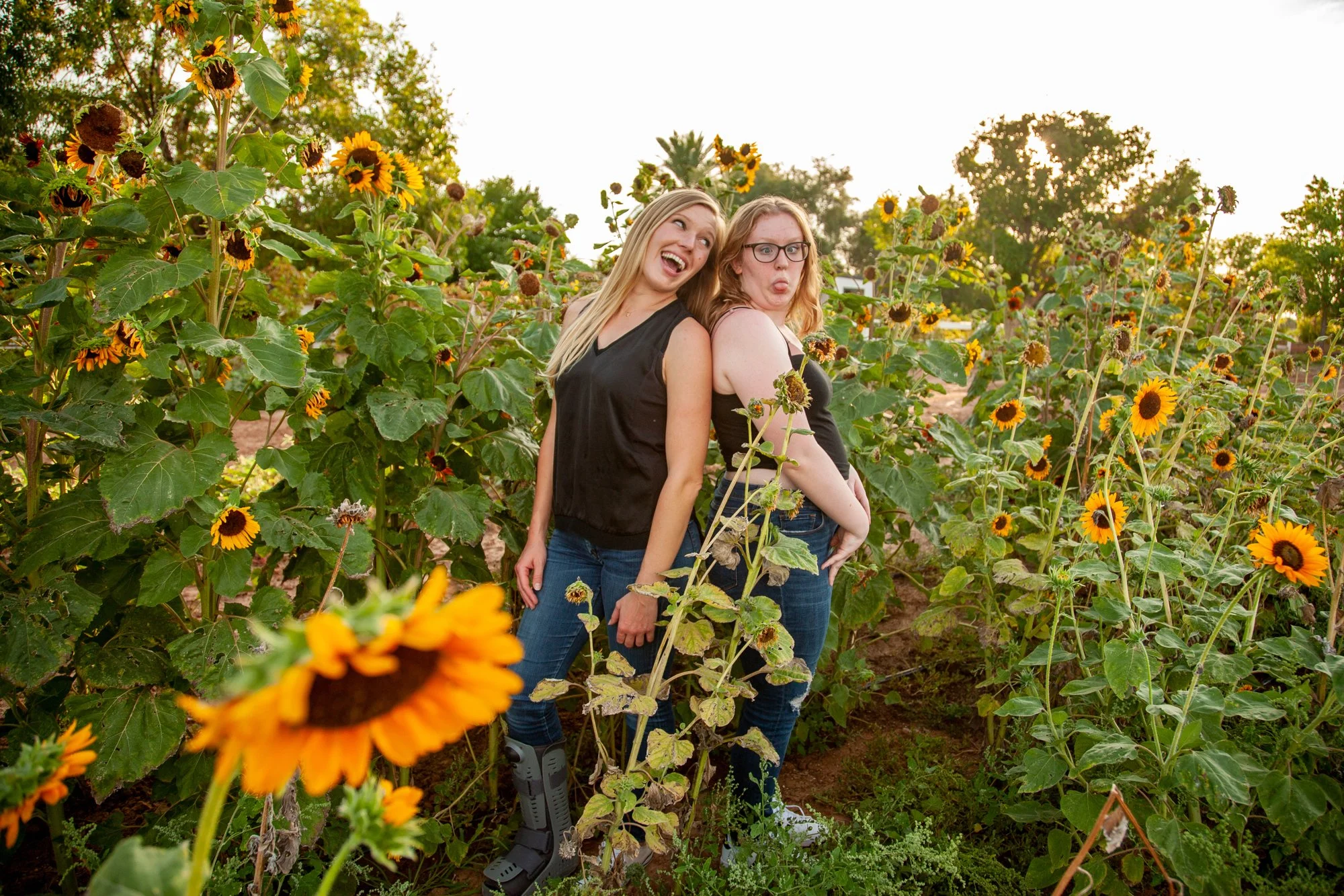 Agritopia sunflowers — Brenda Eden Photography