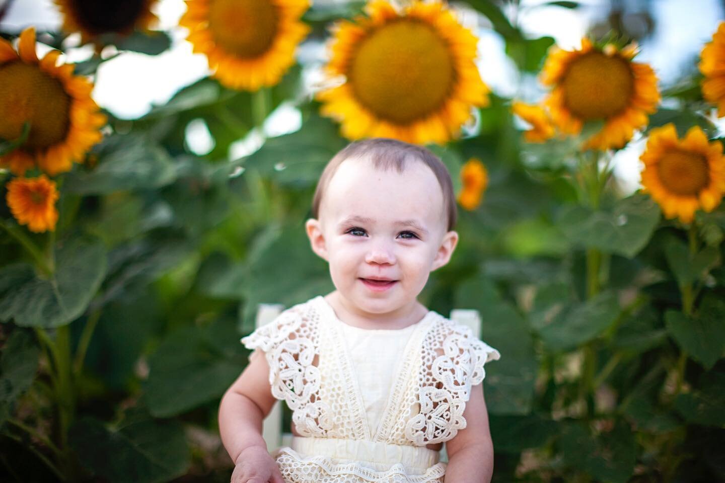 Denise&rsquo;s baby girl amongst the sunflowers of @rocker7farmpatch . Scroll to see baby girl&rsquo;s parents and then count how many people you see in the backgrounds of the photos! 

Zero?? Yay! All the people were removed with @photoshop &lsquo;s