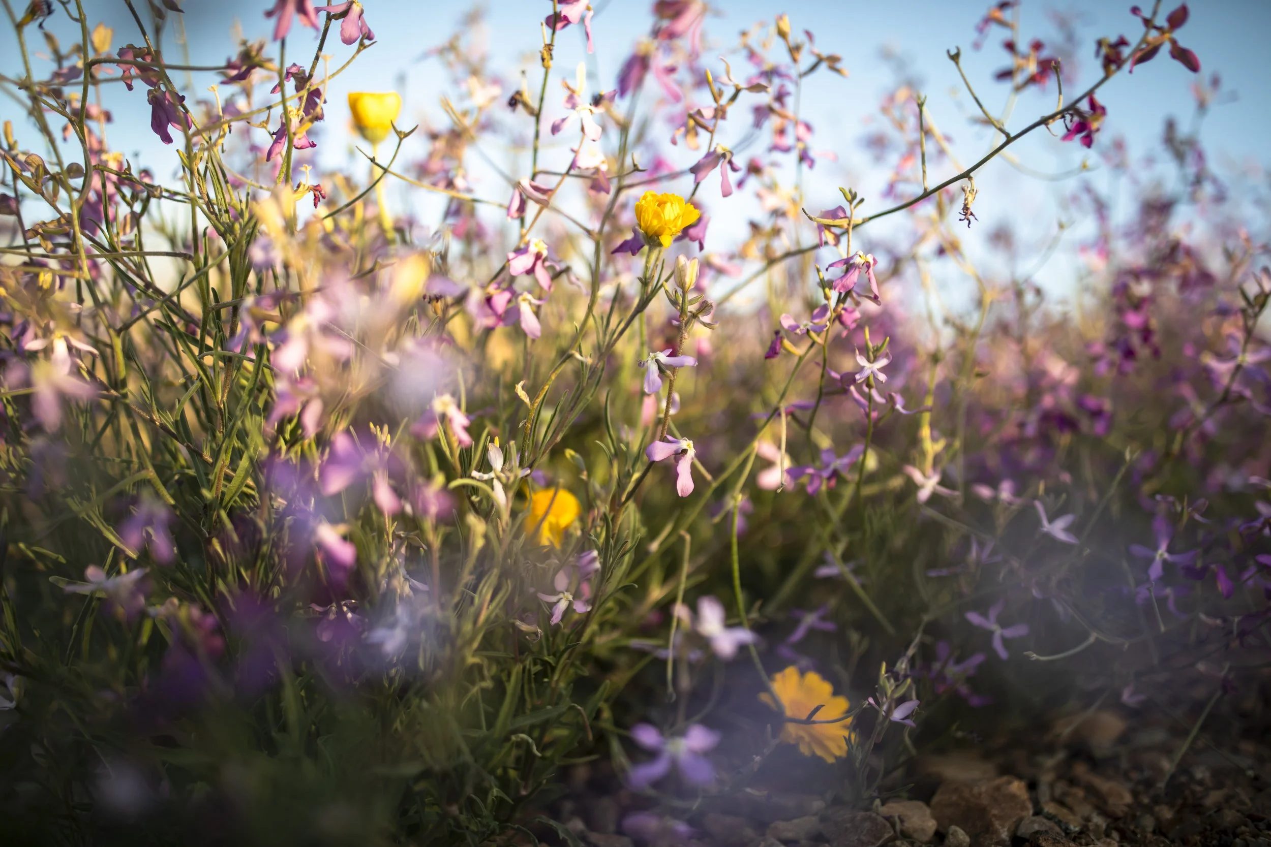 ROUND MOUNTAIN GLOBE ARIZONA NIGHT BLOOMING STOCK AT SUNRISE_008.JPG