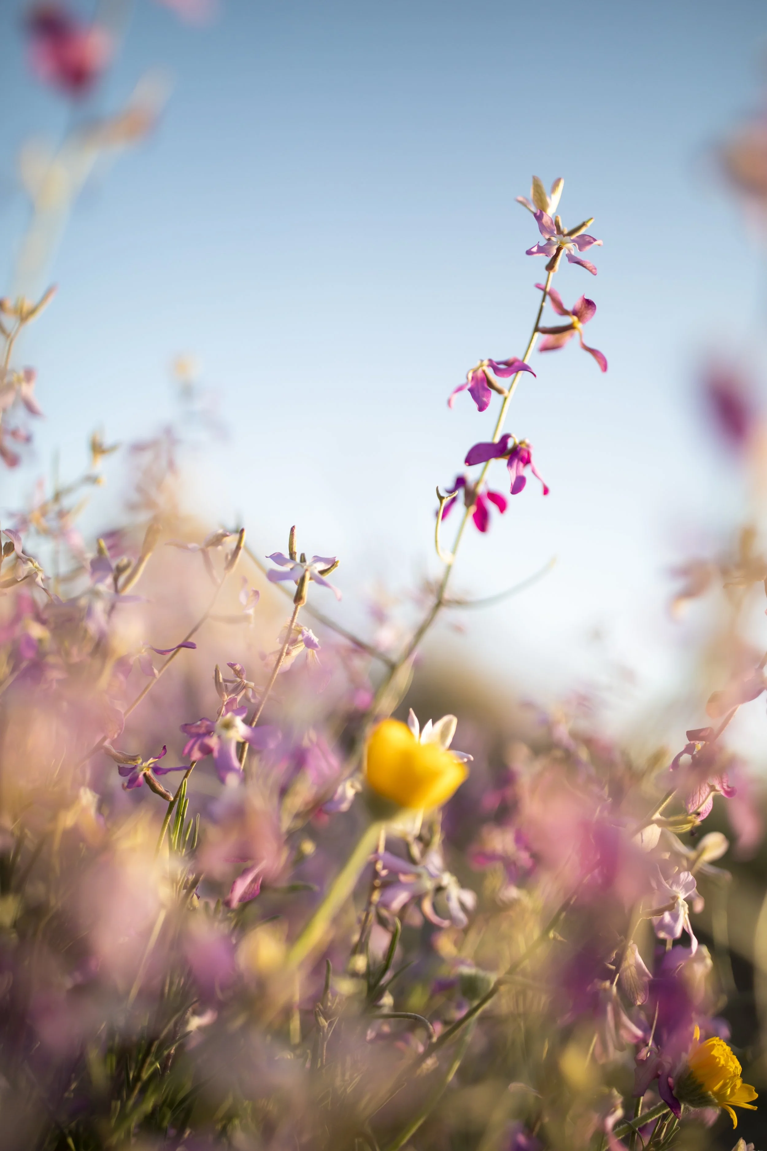 ROUND MOUNTAIN GLOBE ARIZONA NIGHT BLOOMING STOCK AT SUNRISE_010.JPG