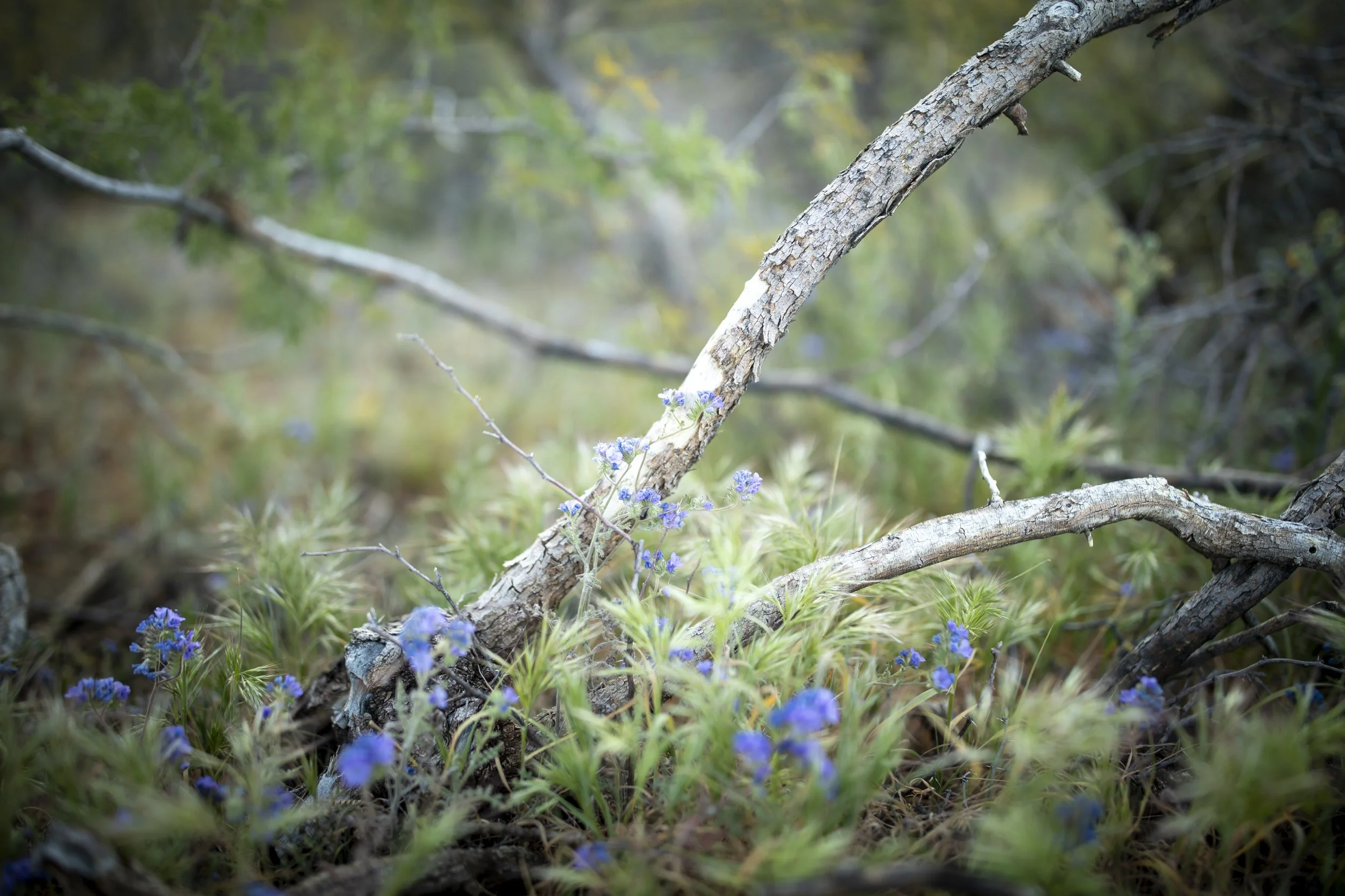 ROUND MOUNTAIN GLOBE ARIZONA NIGHT BLOOMING STOCK AT SUNRISE_027.JPG