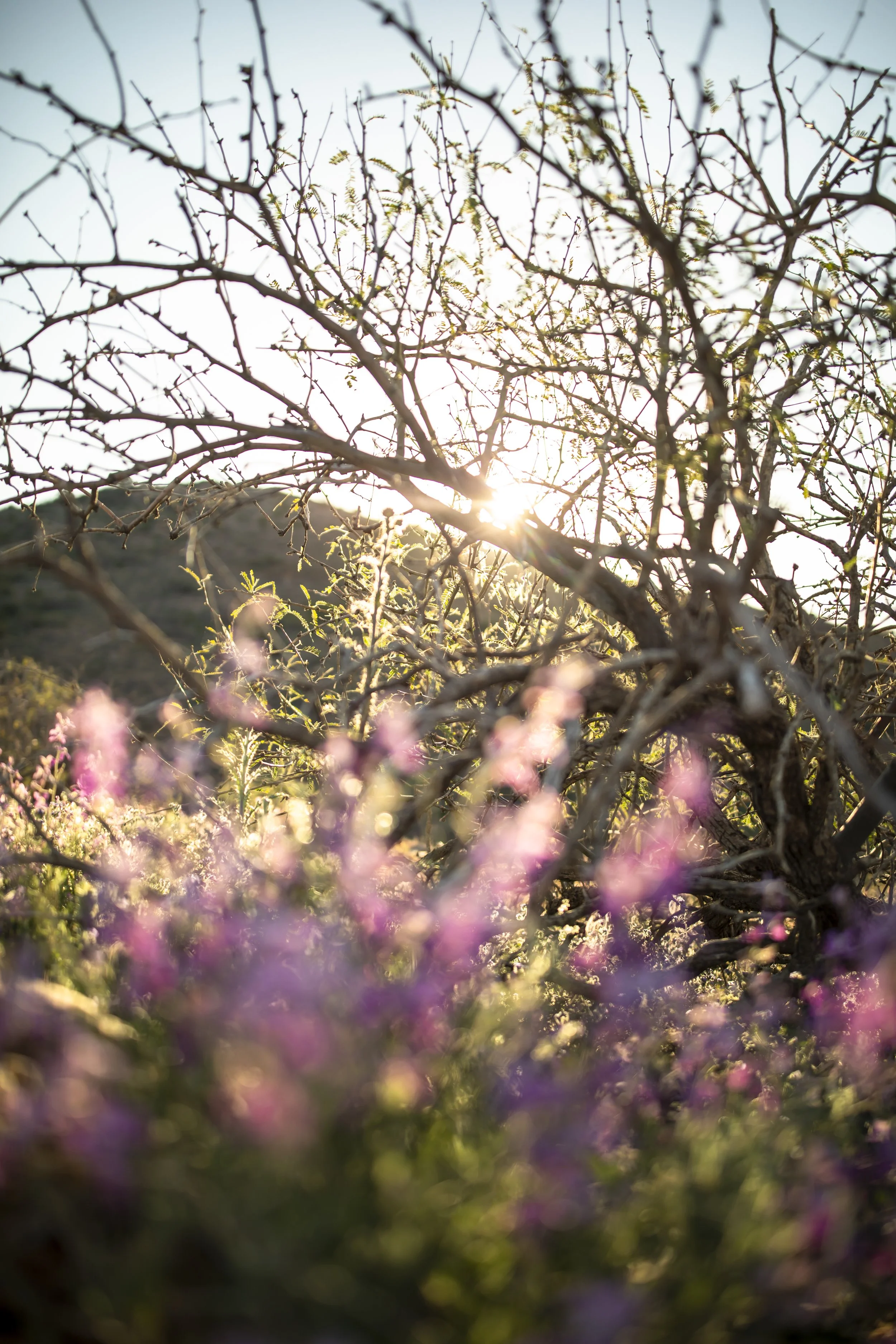 ROUND MOUNTAIN GLOBE ARIZONA NIGHT BLOOMING STOCK AT SUNRISE_024.JPG