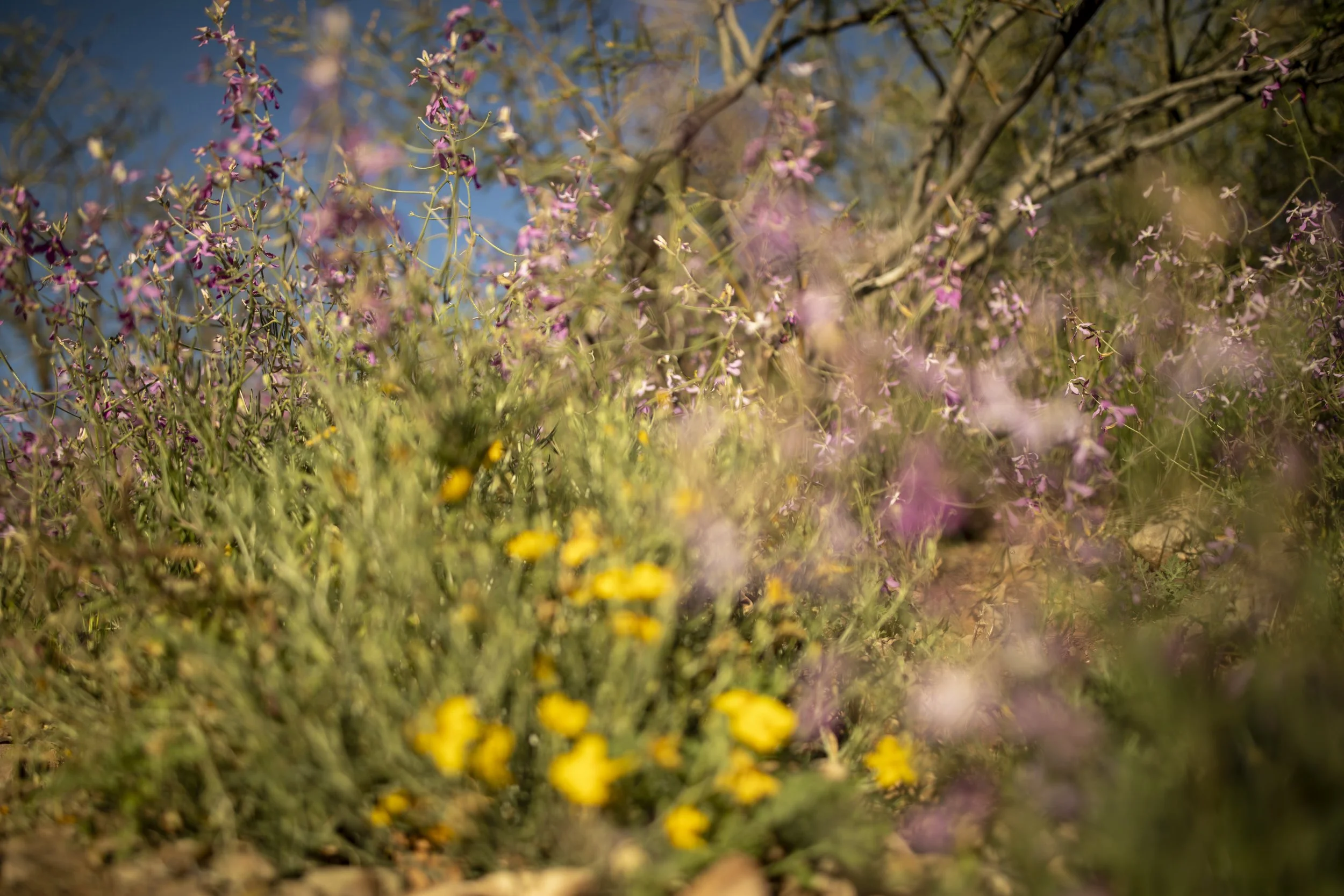 ROUND MOUNTAIN GLOBE ARIZONA NIGHT BLOOMING STOCK AT SUNRISE_030.JPG
