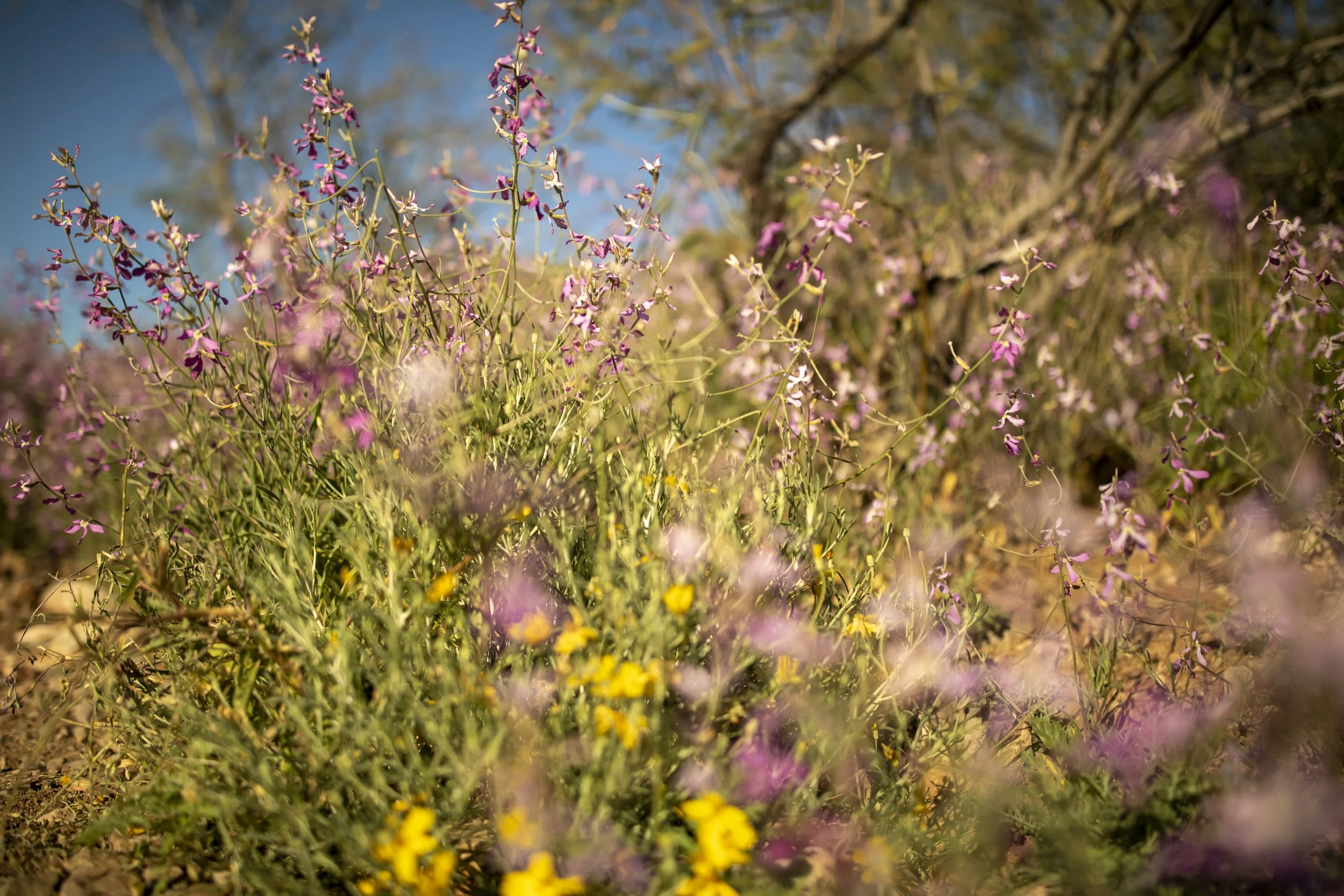 ROUND MOUNTAIN GLOBE ARIZONA NIGHT BLOOMING STOCK AT SUNRISE_029.JPG