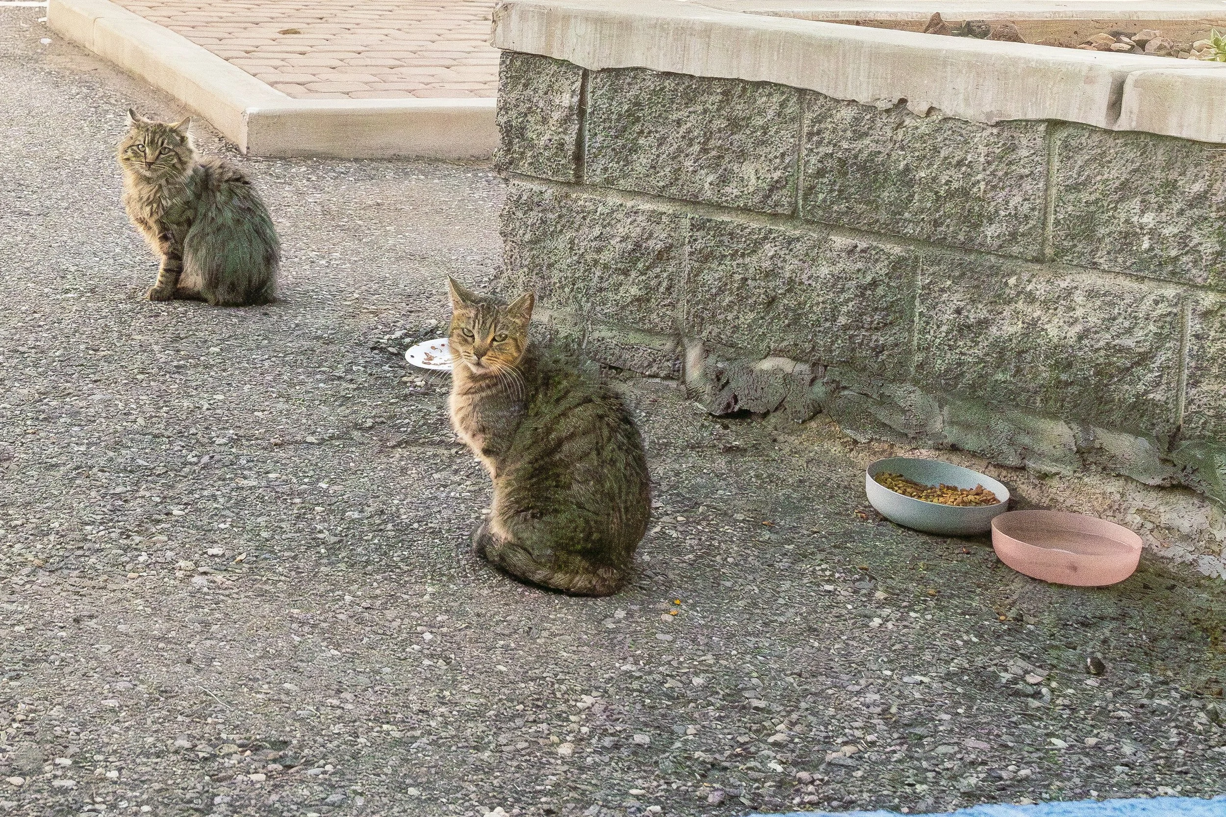 ROUND MOUNTAIN GLOBE ARIZONA NIGHT BLOOMING STOCK AT SUNRISE_040.JPG