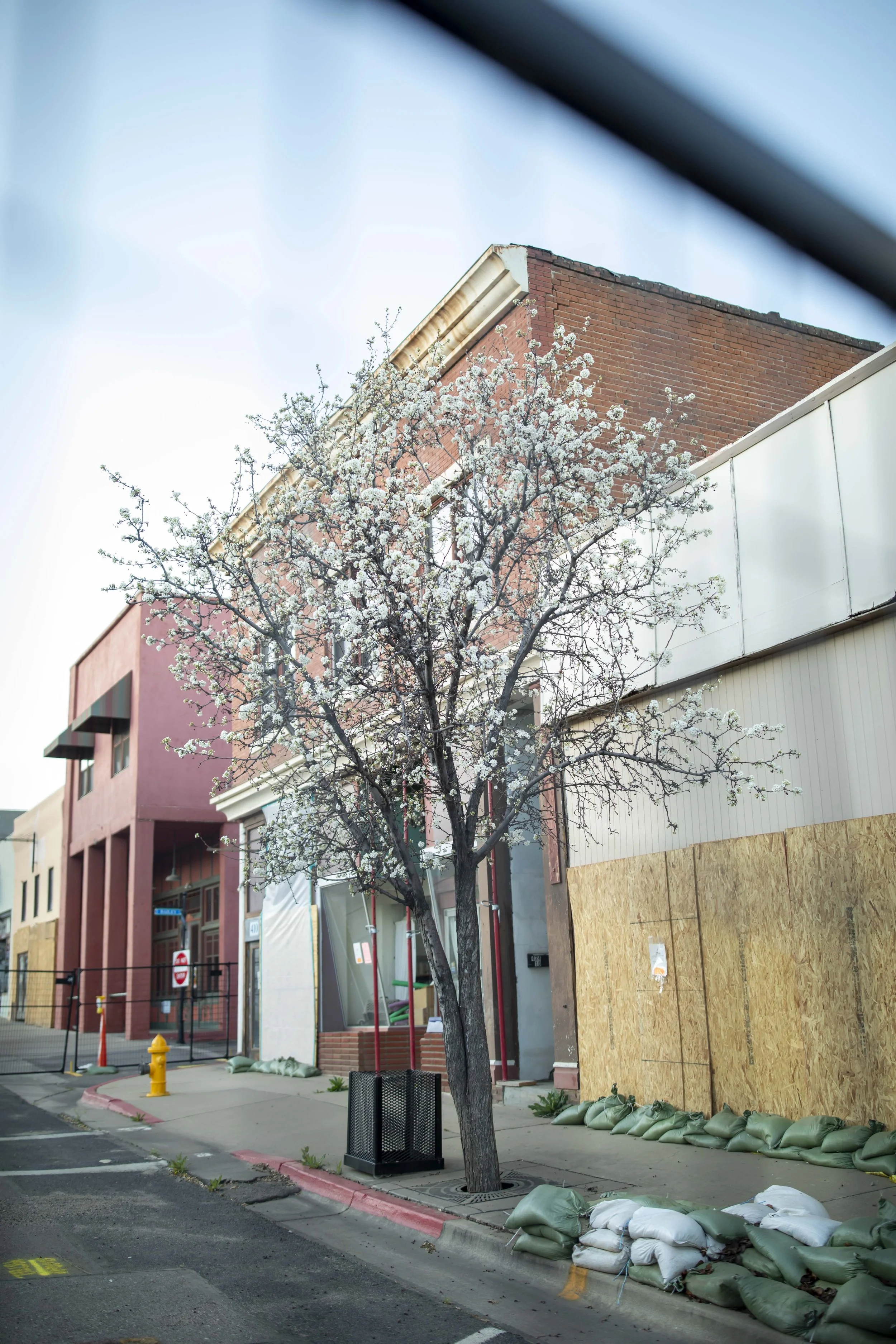 ROUND MOUNTAIN GLOBE ARIZONA NIGHT BLOOMING STOCK AT SUNRISE_047.JPG