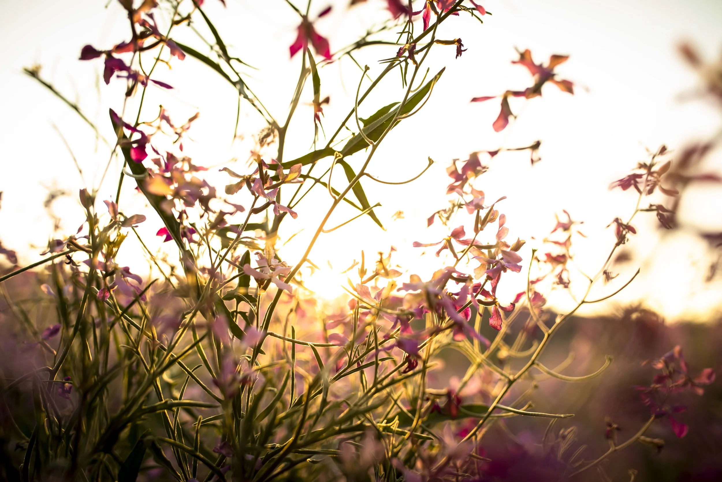 ROUND MOUNTAIN GLOBE ARIZONA NIGHT BLOOMING STOCK AT SUNRISE_049.JPG
