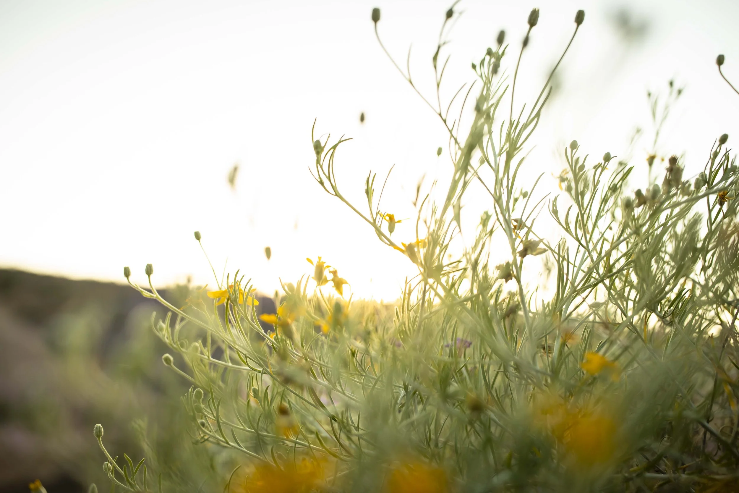 ROUND MOUNTAIN GLOBE ARIZONA NIGHT BLOOMING STOCK AT SUNRISE_050.JPG