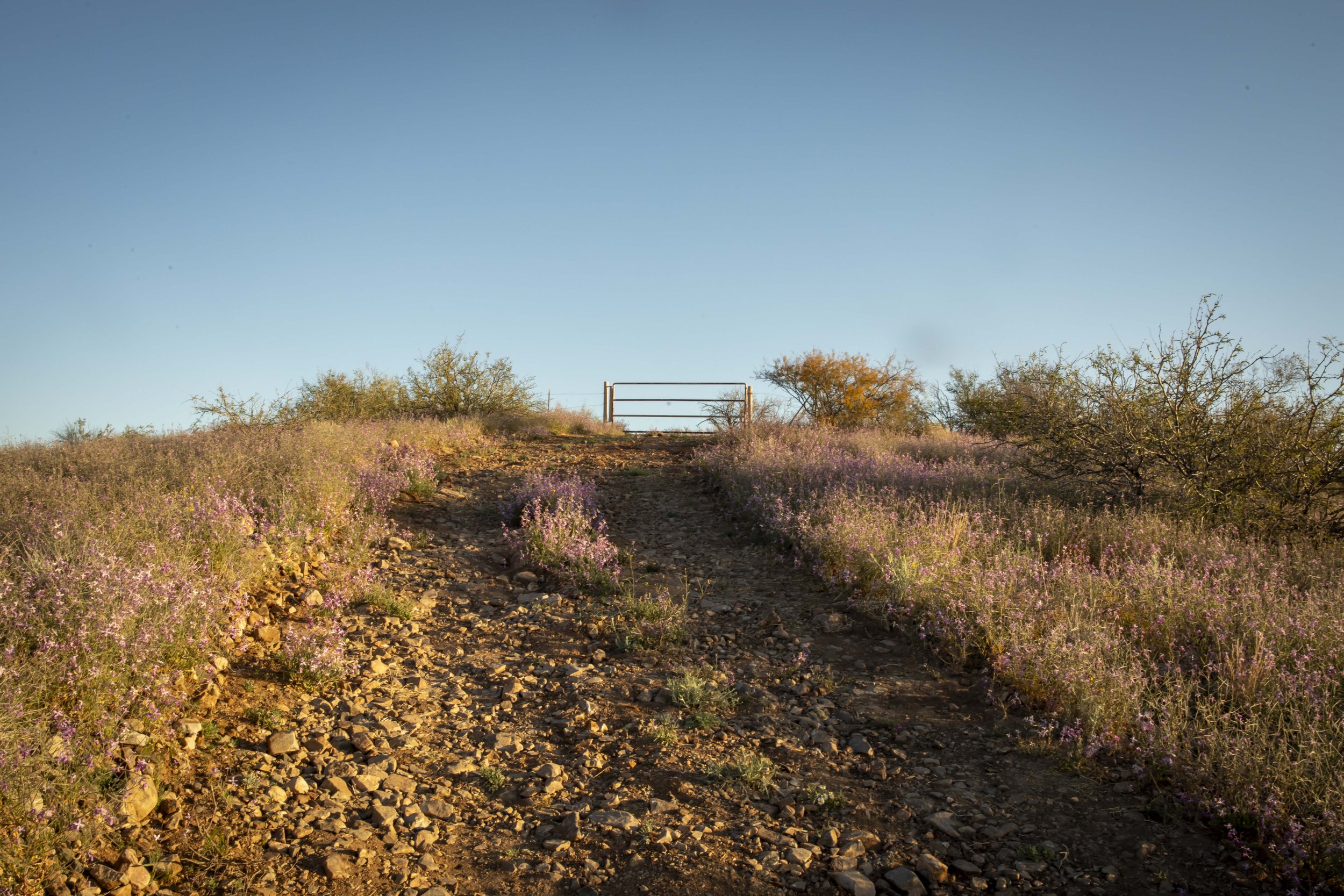 ROUND MOUNTAIN GLOBE ARIZONA NIGHT BLOOMING STOCK AT SUNRISE_051.JPG