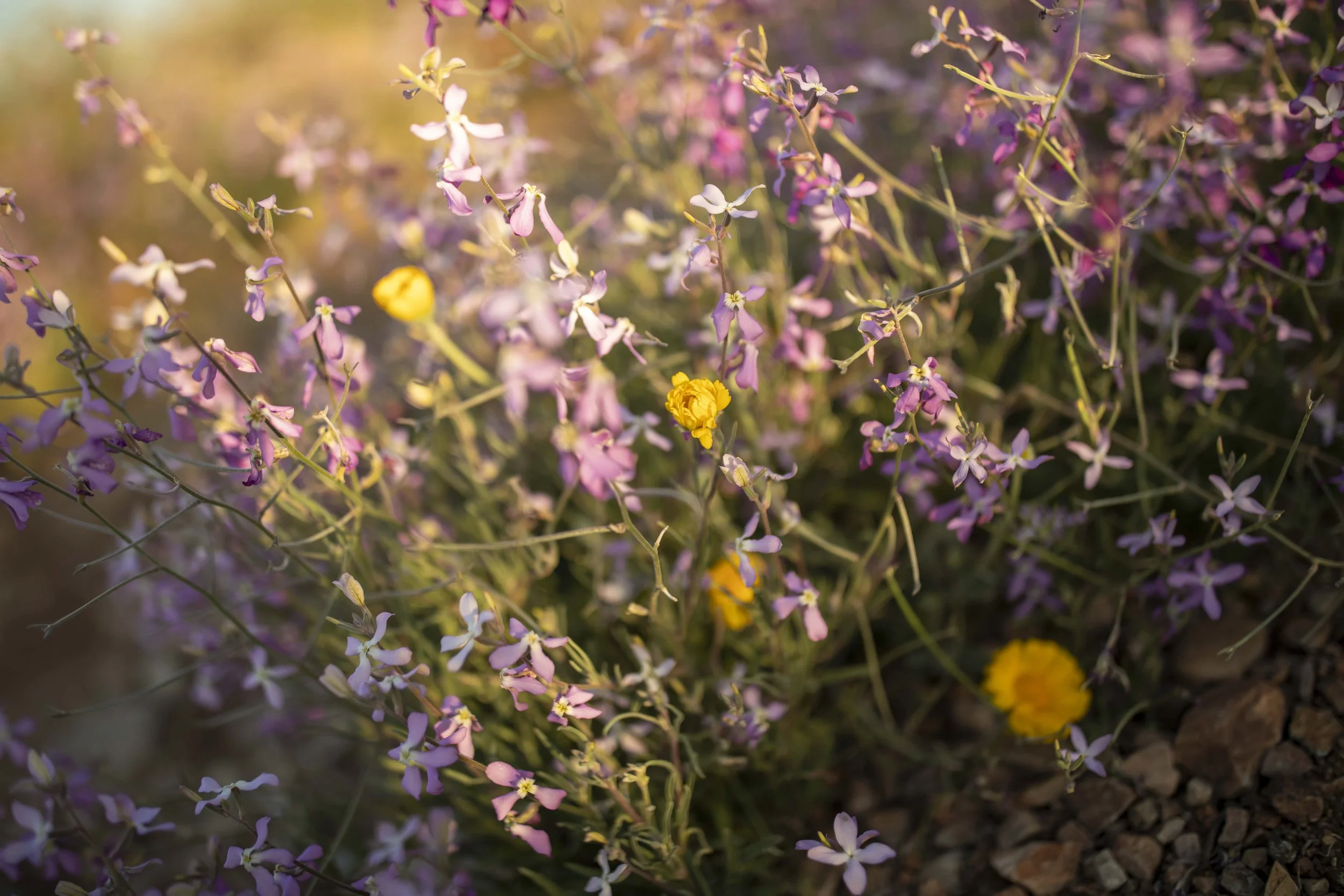 ROUND MOUNTAIN GLOBE ARIZONA NIGHT BLOOMING STOCK AT SUNRISE_052.JPG