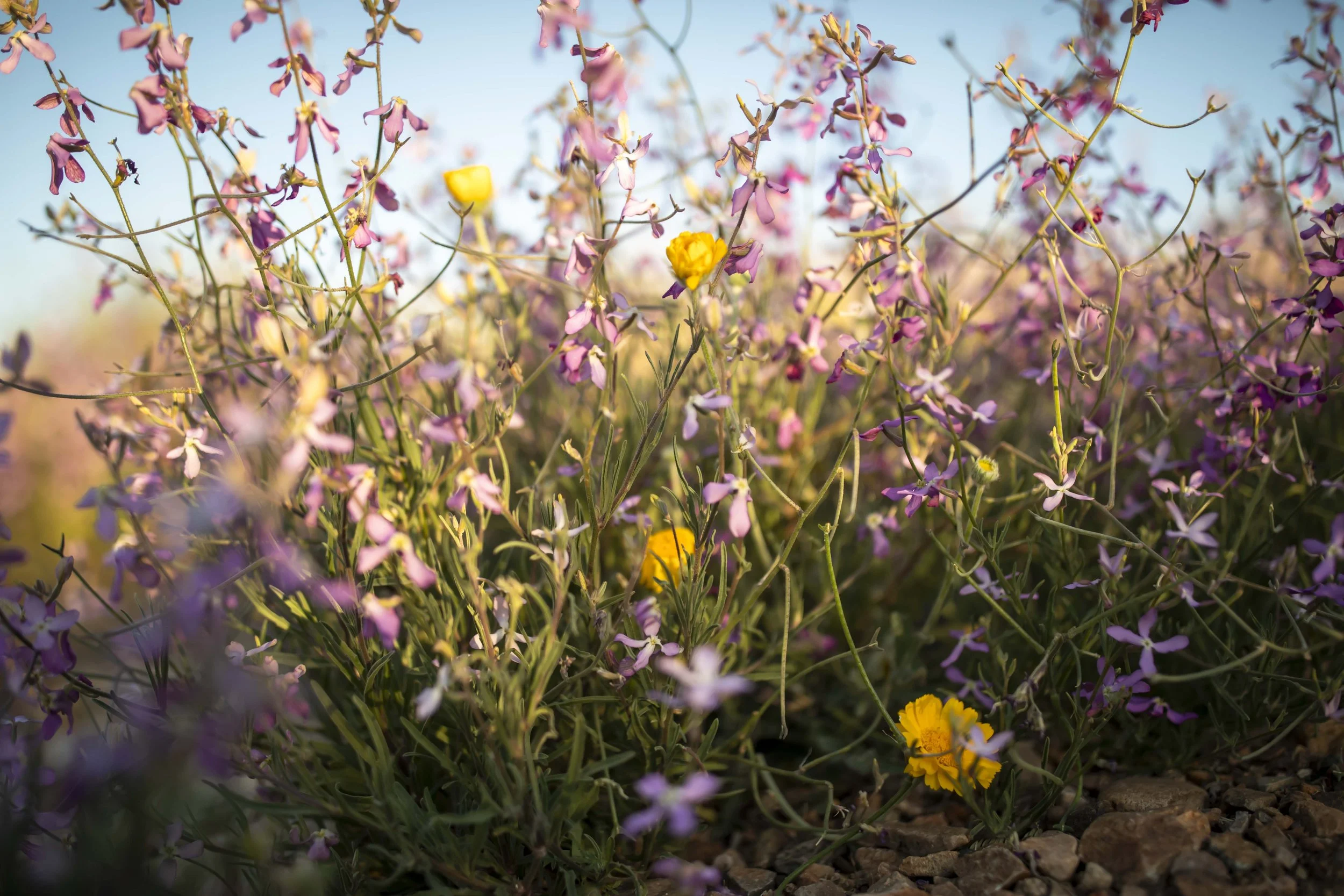 ROUND MOUNTAIN GLOBE ARIZONA NIGHT BLOOMING STOCK AT SUNRISE_053.JPG