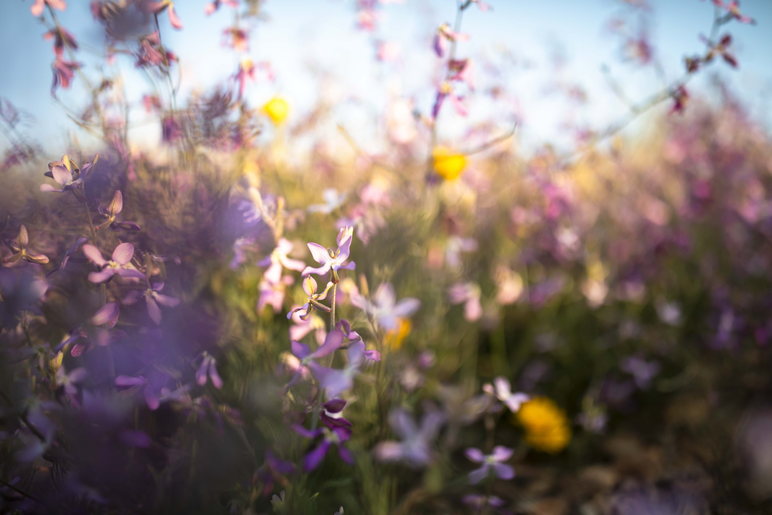ROUND MOUNTAIN GLOBE ARIZONA NIGHT BLOOMING STOCK AT SUNRISE_055.JPG