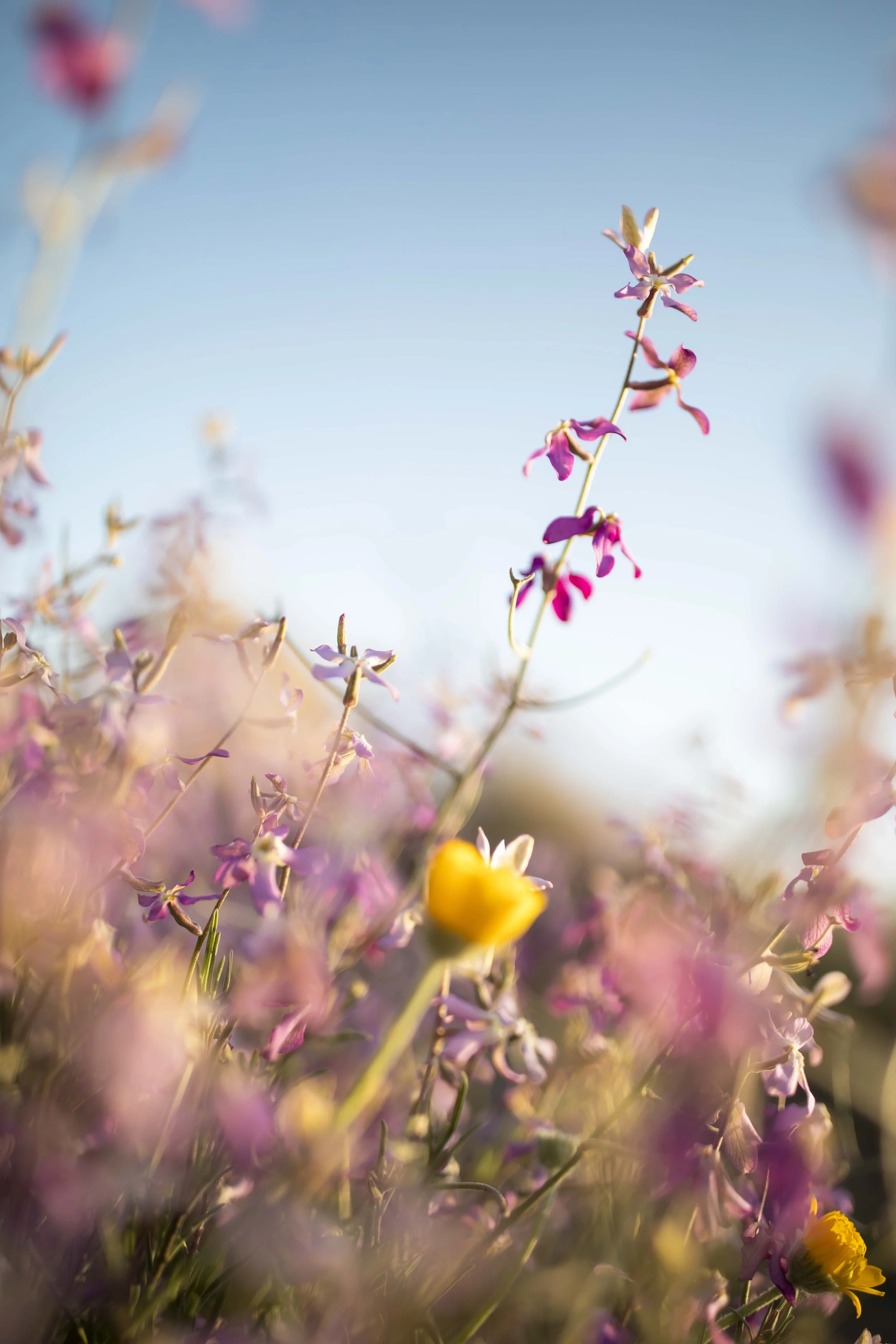 ROUND MOUNTAIN GLOBE ARIZONA NIGHT BLOOMING STOCK AT SUNRISE_056.JPG