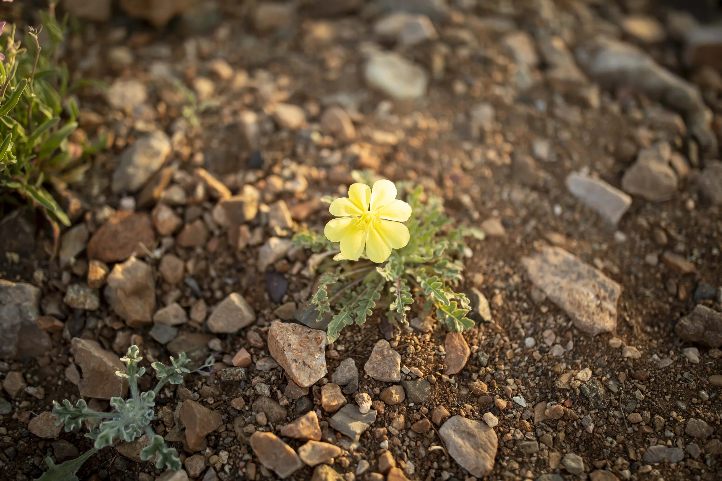 ROUND MOUNTAIN GLOBE ARIZONA NIGHT BLOOMING STOCK AT SUNRISE_057.JPG