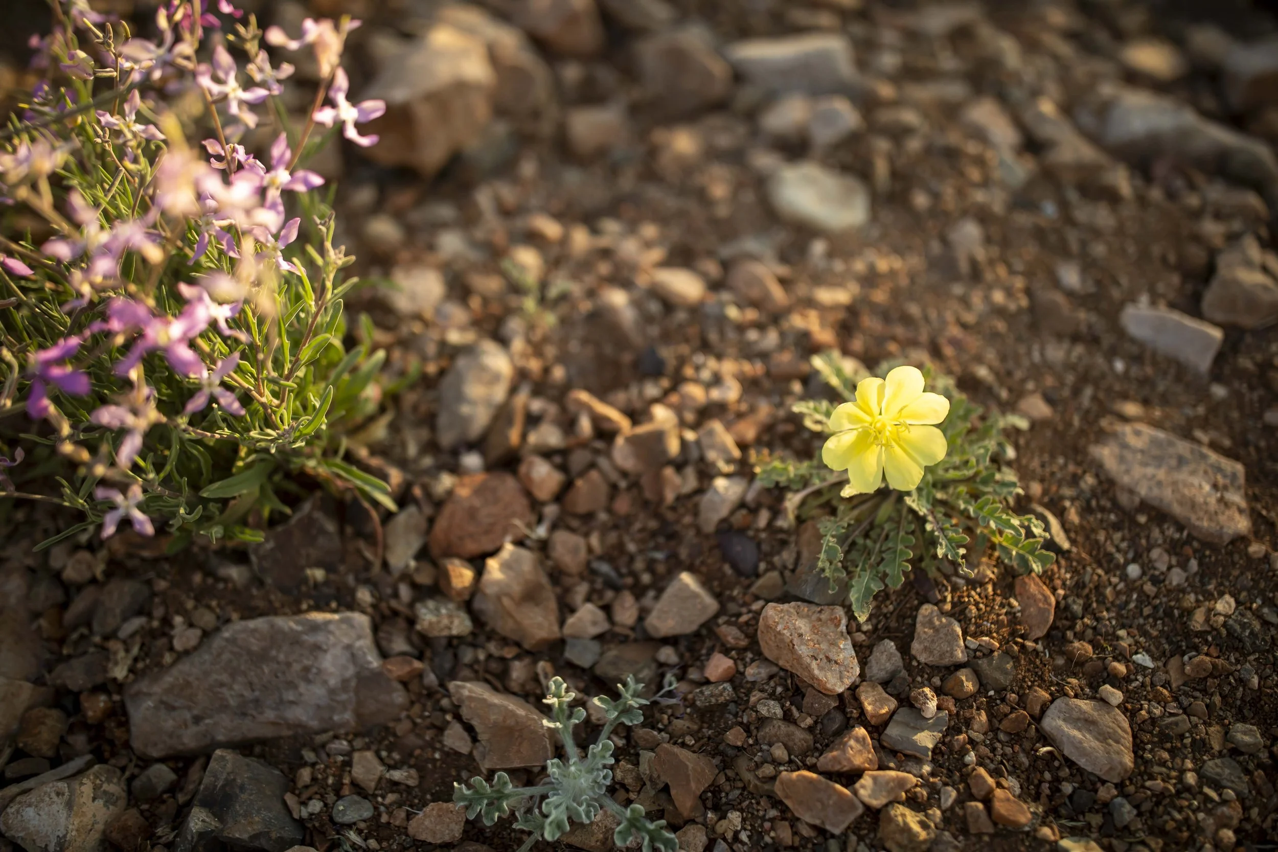 ROUND MOUNTAIN GLOBE ARIZONA NIGHT BLOOMING STOCK AT SUNRISE_058.JPG