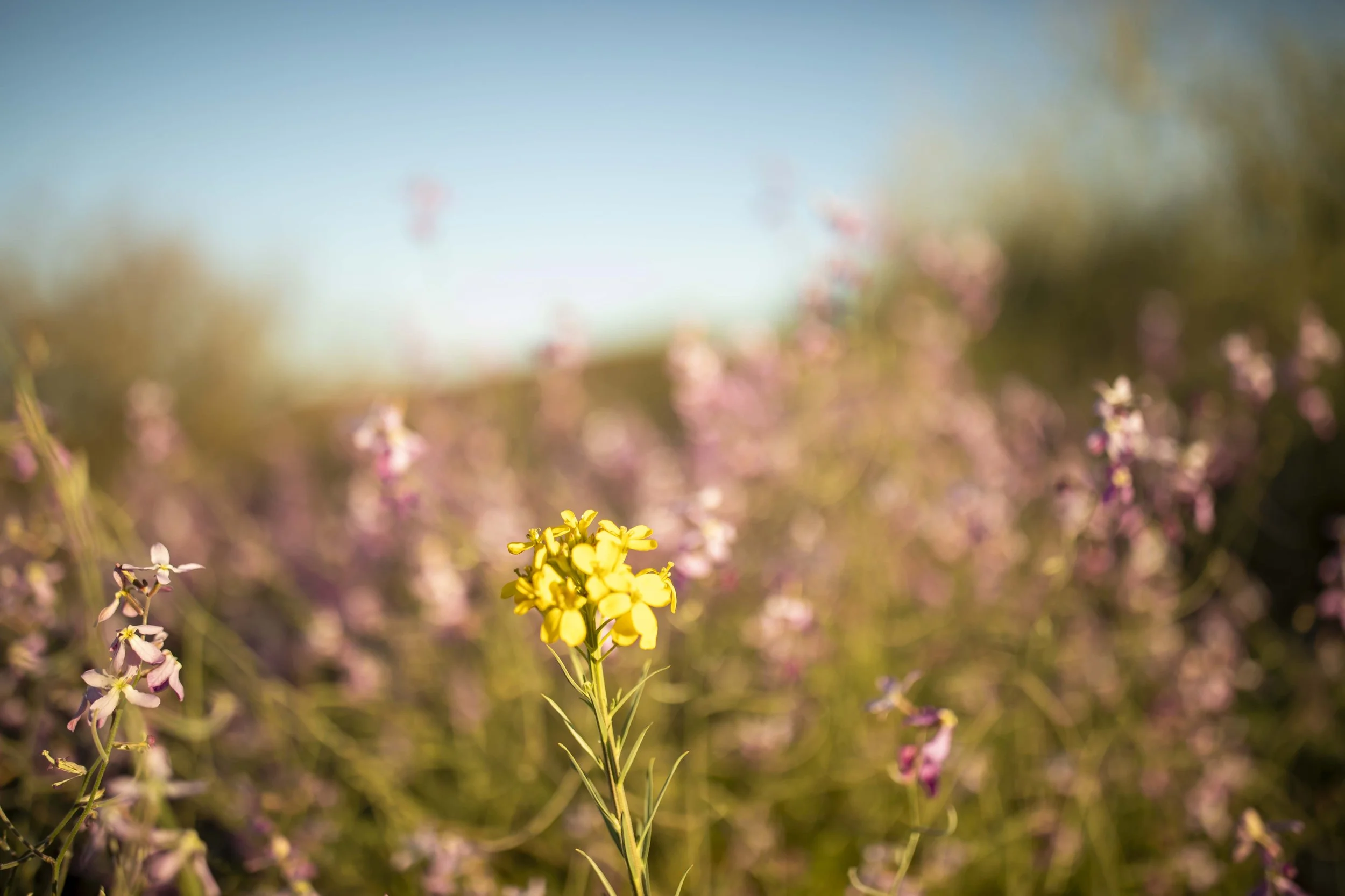 ROUND MOUNTAIN GLOBE ARIZONA NIGHT BLOOMING STOCK AT SUNRISE_059.JPG