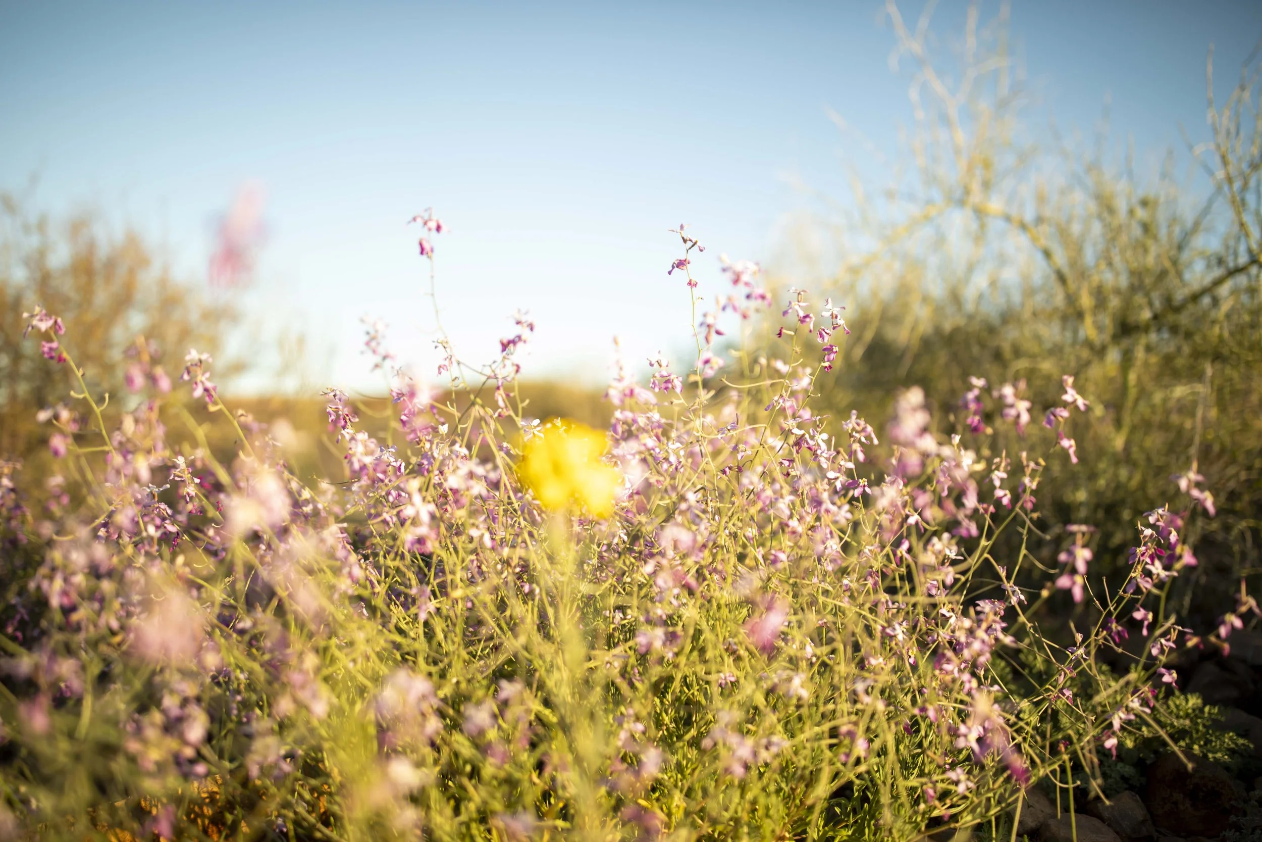 ROUND MOUNTAIN GLOBE ARIZONA NIGHT BLOOMING STOCK AT SUNRISE_060.JPG