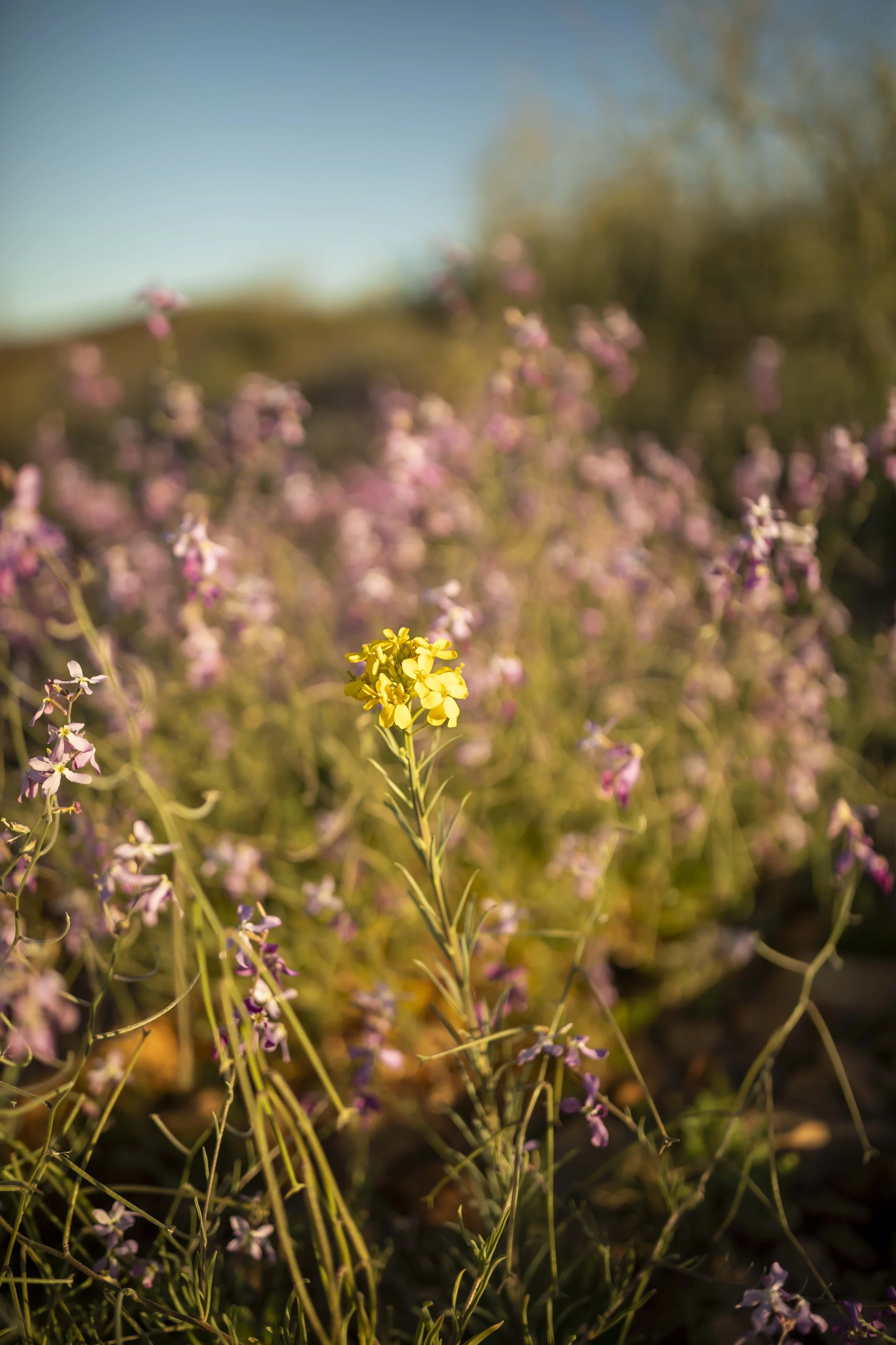 ROUND MOUNTAIN GLOBE ARIZONA NIGHT BLOOMING STOCK AT SUNRISE_063.JPG
