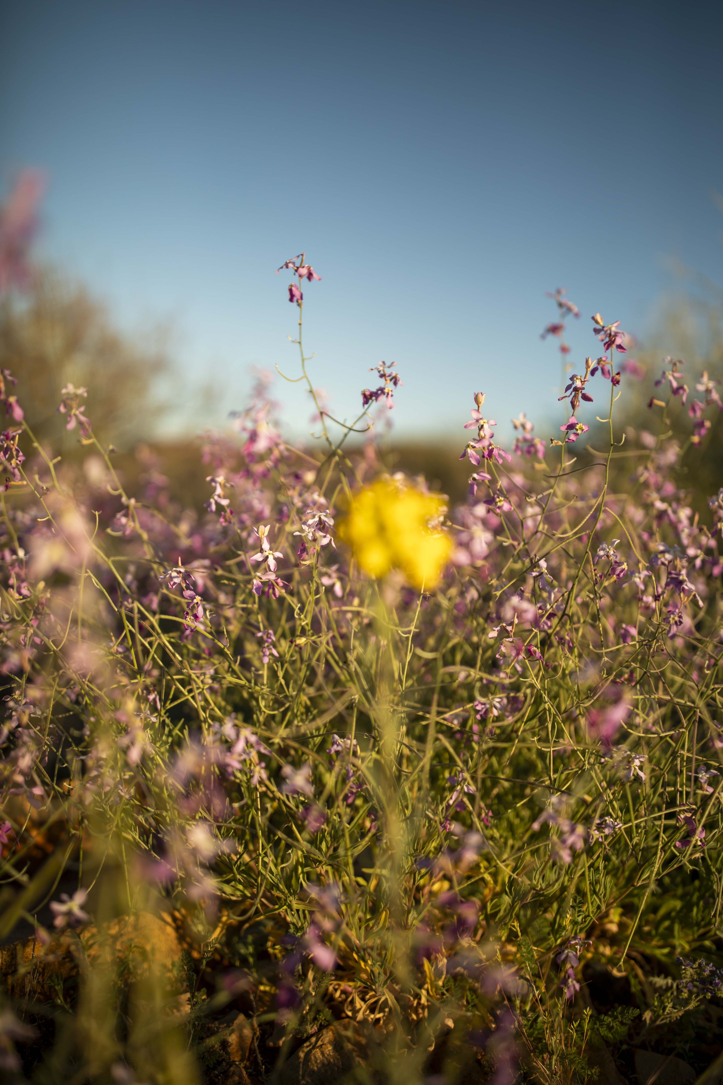 ROUND MOUNTAIN GLOBE ARIZONA NIGHT BLOOMING STOCK AT SUNRISE_062.JPG