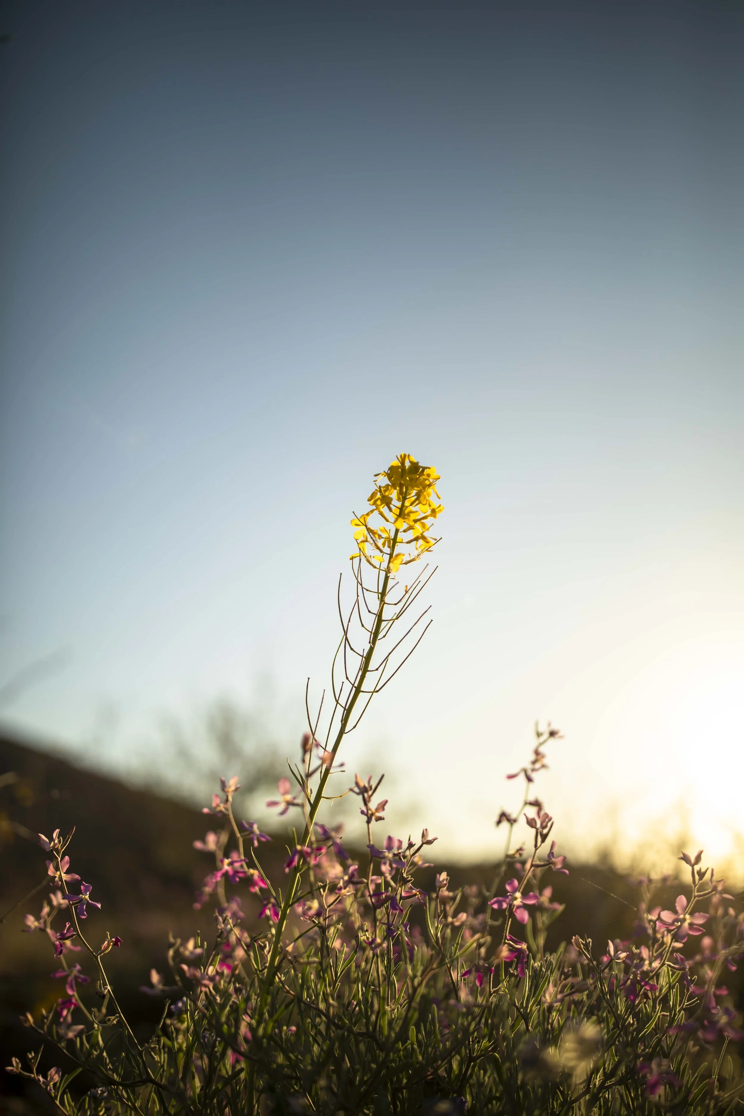 ROUND MOUNTAIN GLOBE ARIZONA NIGHT BLOOMING STOCK AT SUNRISE_064.JPG