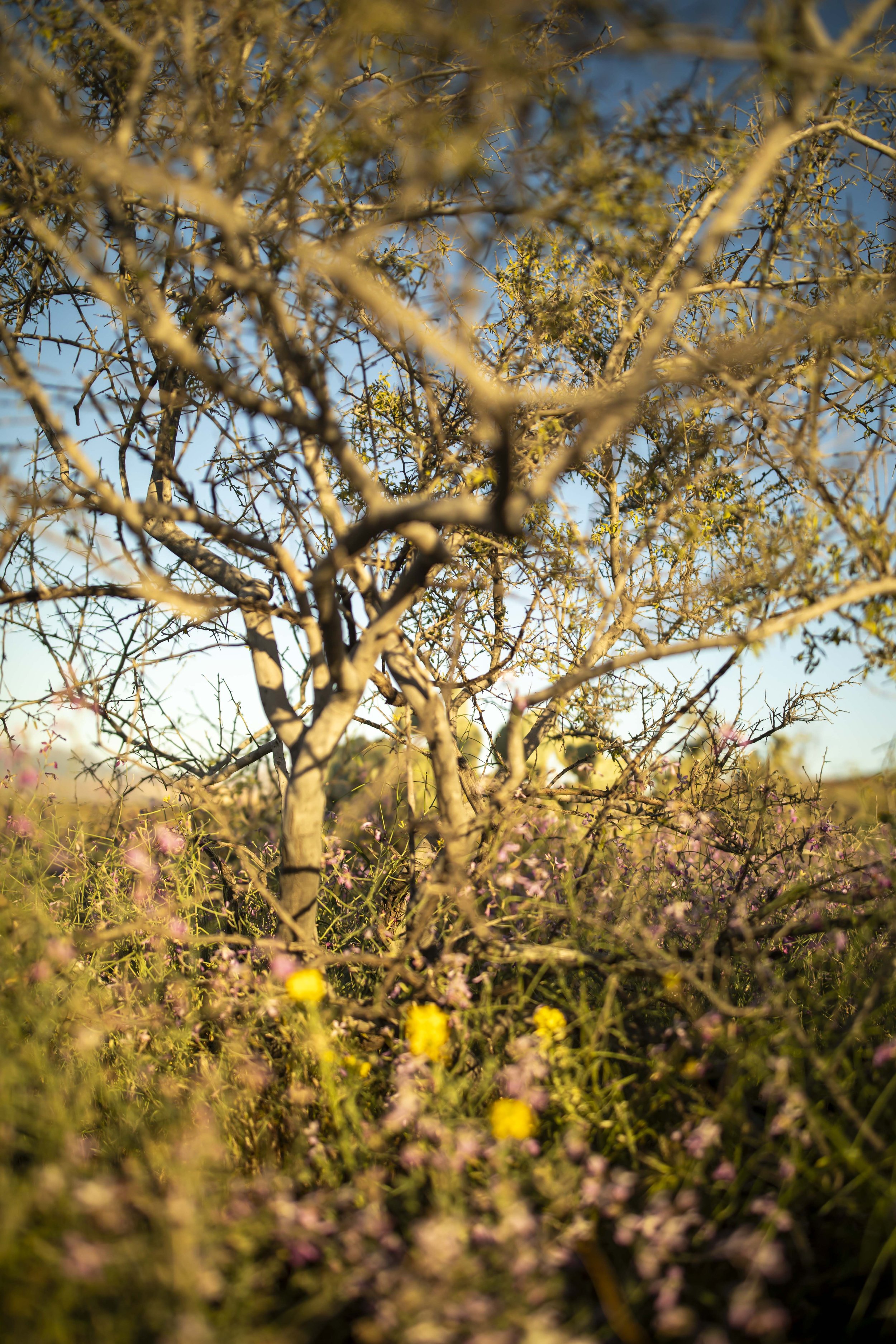 ROUND MOUNTAIN GLOBE ARIZONA NIGHT BLOOMING STOCK AT SUNRISE_065.JPG