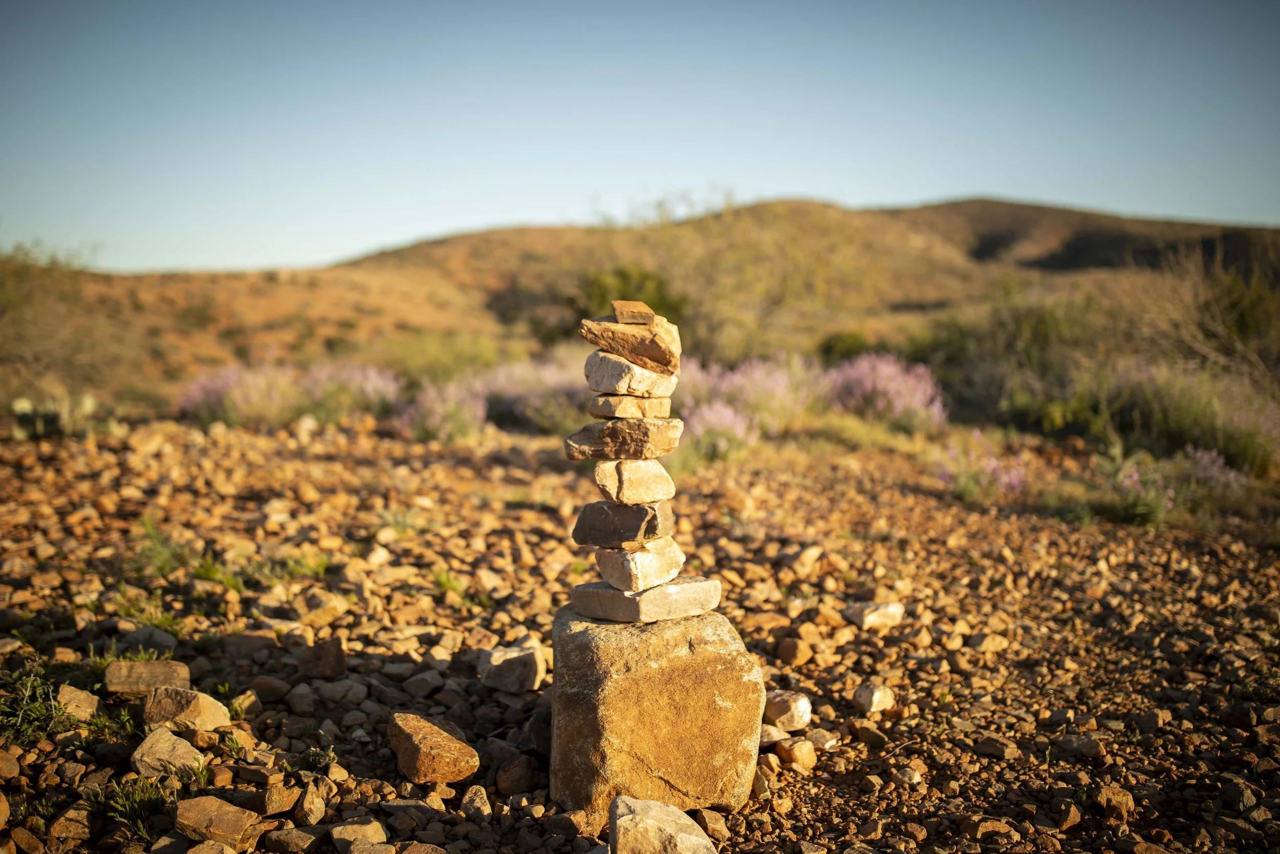 ROUND MOUNTAIN GLOBE ARIZONA NIGHT BLOOMING STOCK AT SUNRISE_067.JPG