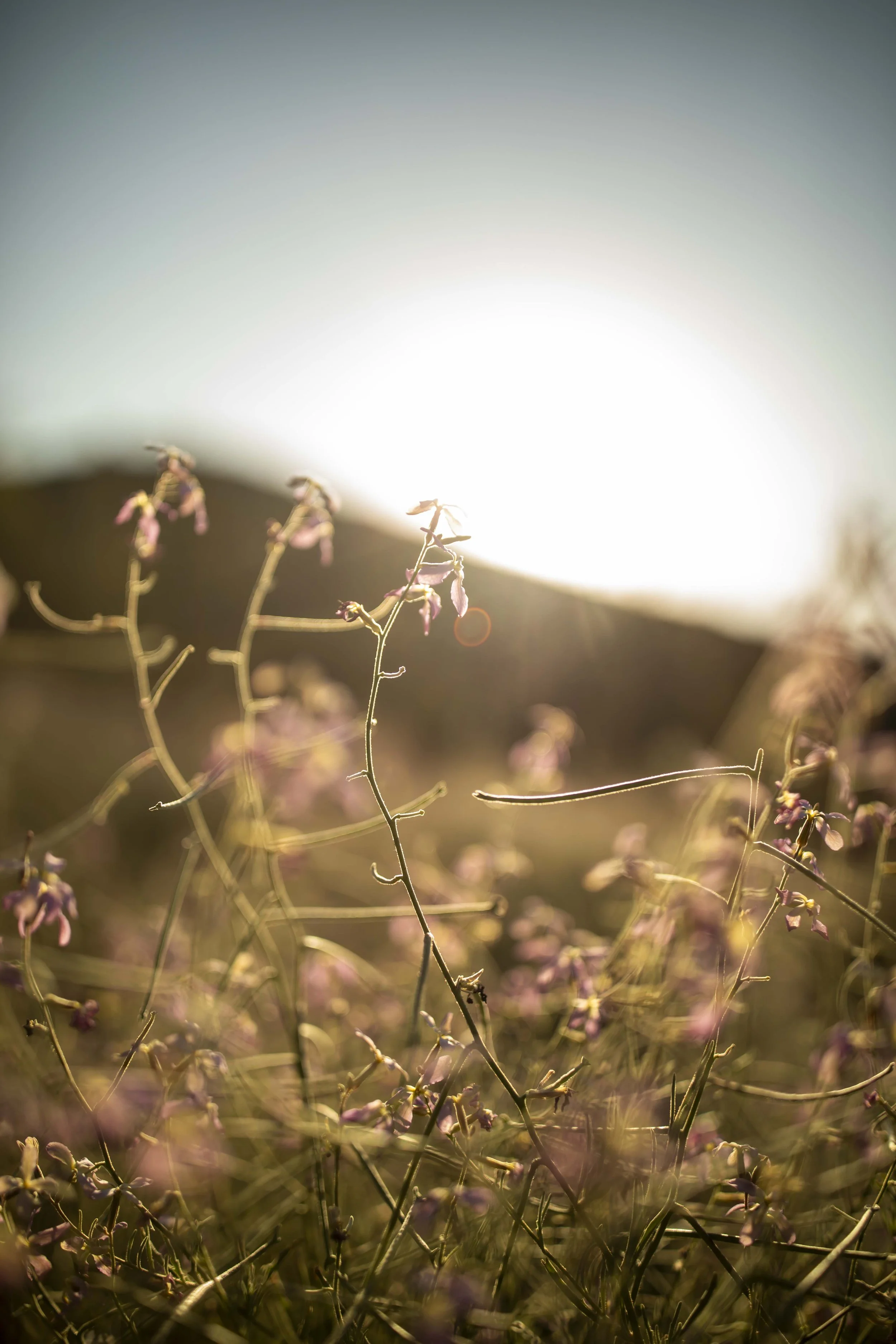 ROUND MOUNTAIN GLOBE ARIZONA NIGHT BLOOMING STOCK AT SUNRISE_069.JPG