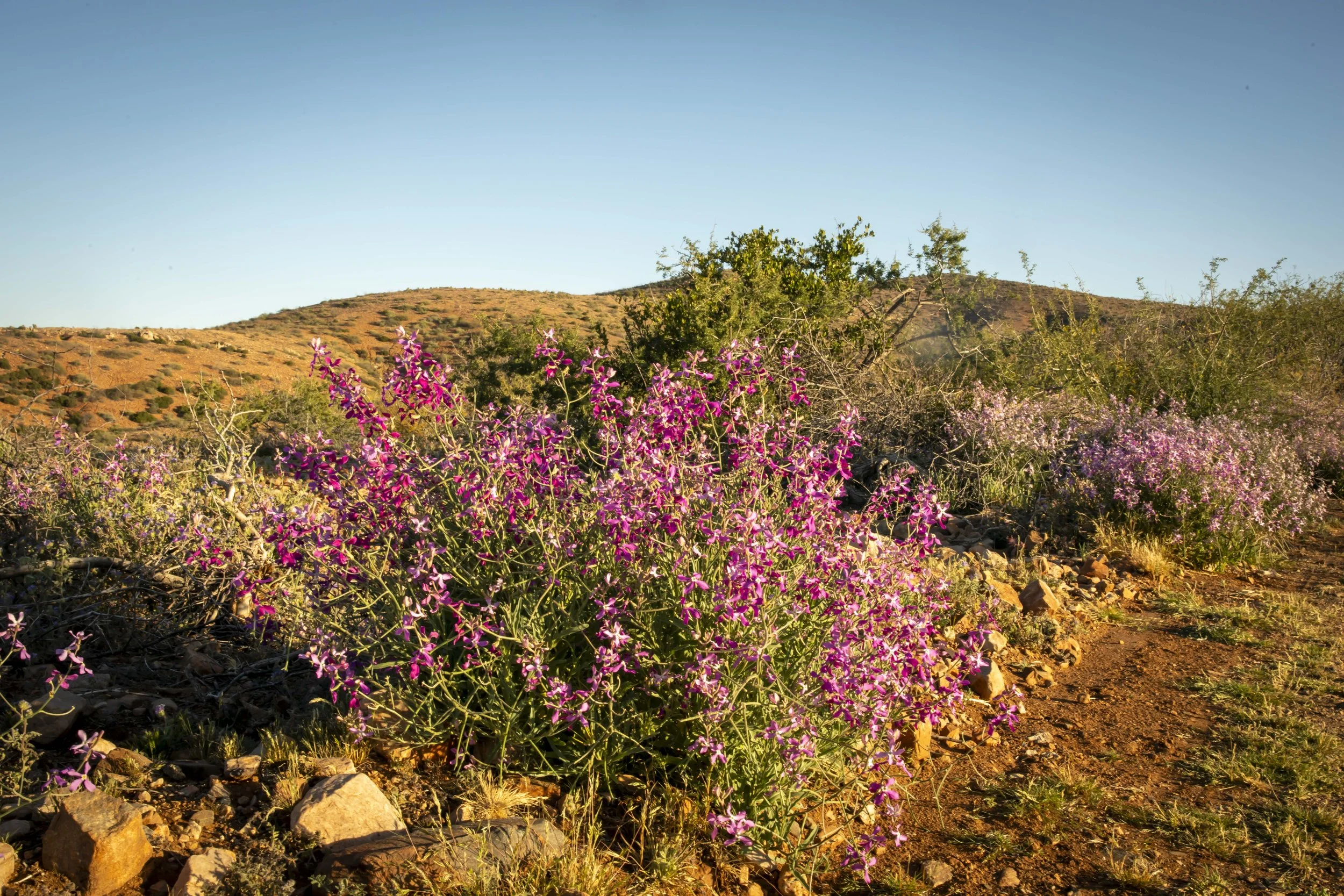 ROUND MOUNTAIN GLOBE ARIZONA NIGHT BLOOMING STOCK AT SUNRISE_068.JPG