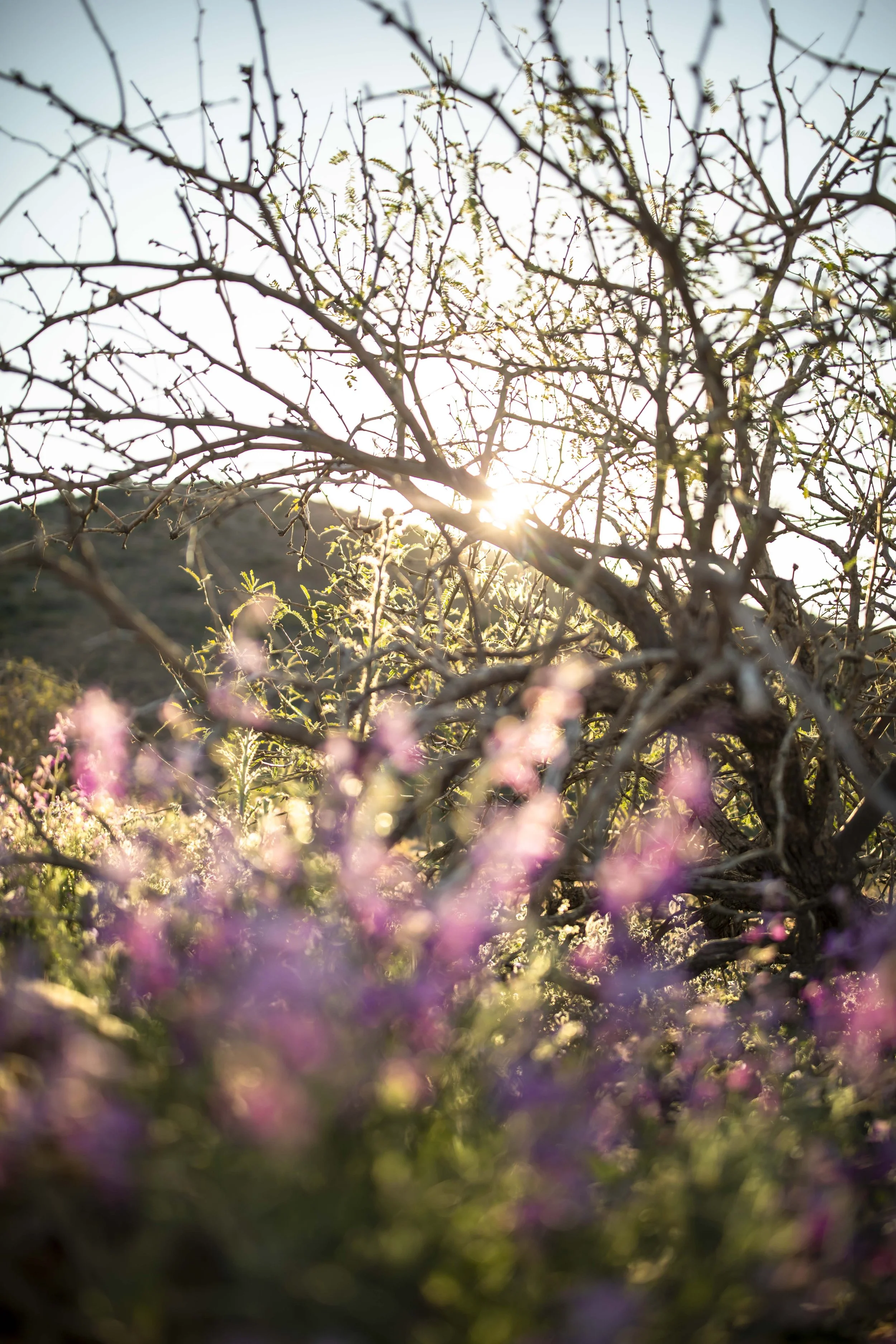 ROUND MOUNTAIN GLOBE ARIZONA NIGHT BLOOMING STOCK AT SUNRISE_070.JPG