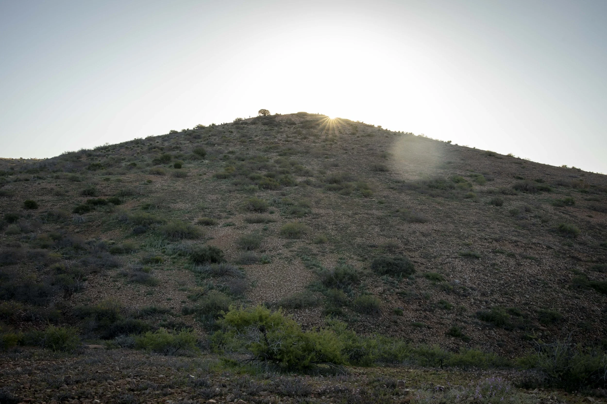 ROUND MOUNTAIN GLOBE ARIZONA NIGHT BLOOMING STOCK AT SUNRISE_071.JPG