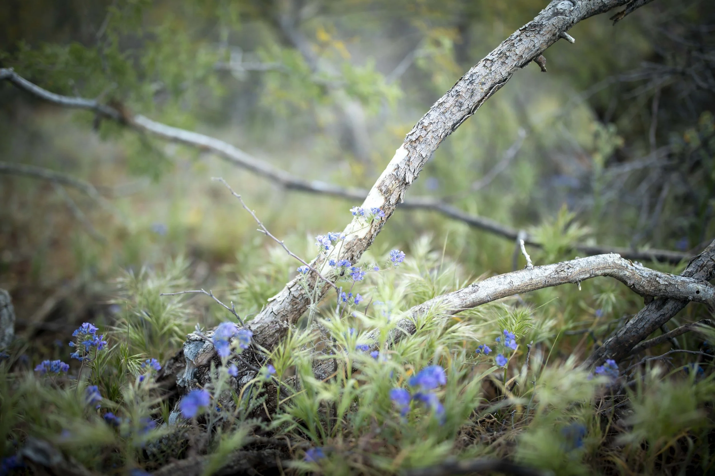 ROUND MOUNTAIN GLOBE ARIZONA NIGHT BLOOMING STOCK AT SUNRISE_073.JPG
