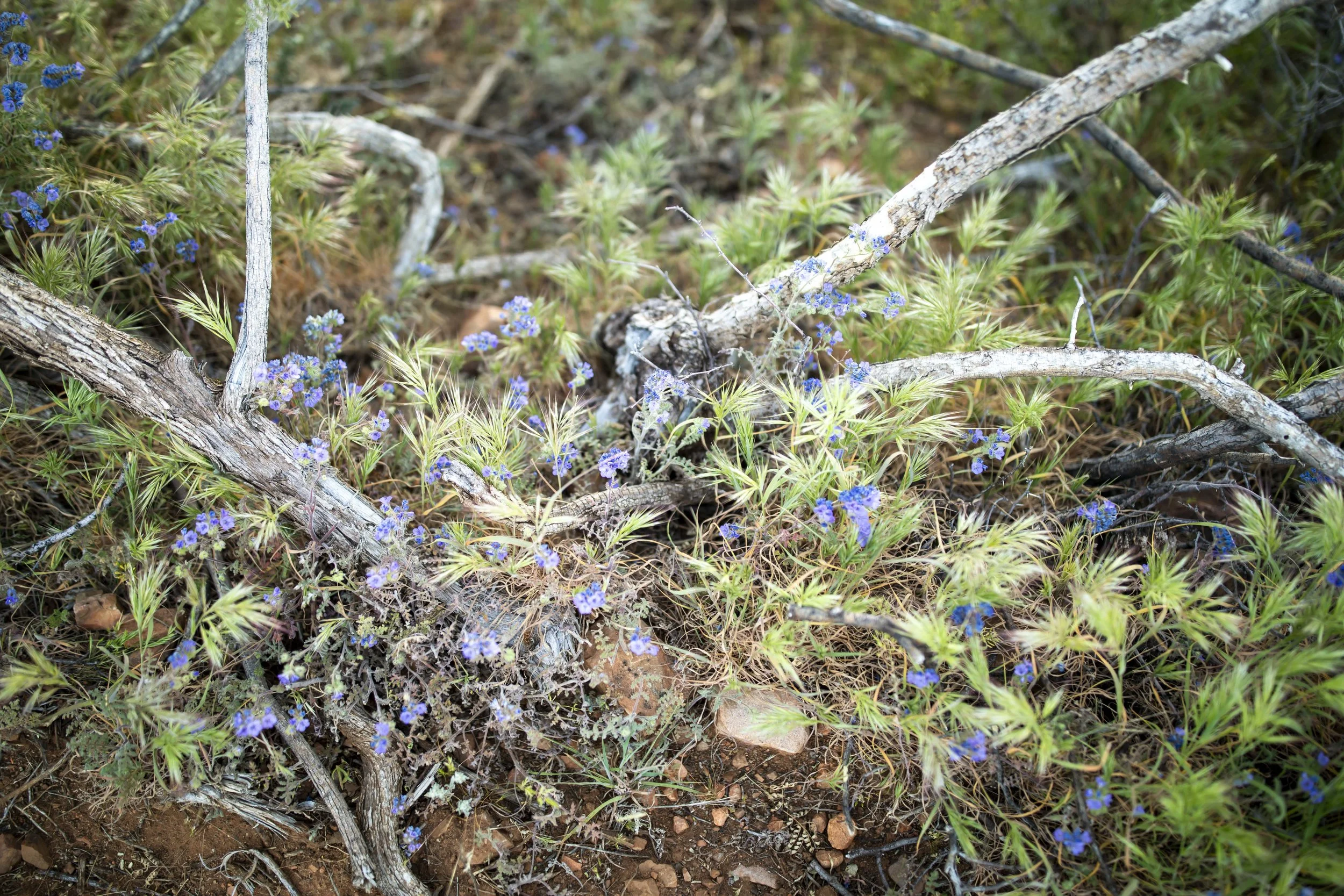 ROUND MOUNTAIN GLOBE ARIZONA NIGHT BLOOMING STOCK AT SUNRISE_072.JPG