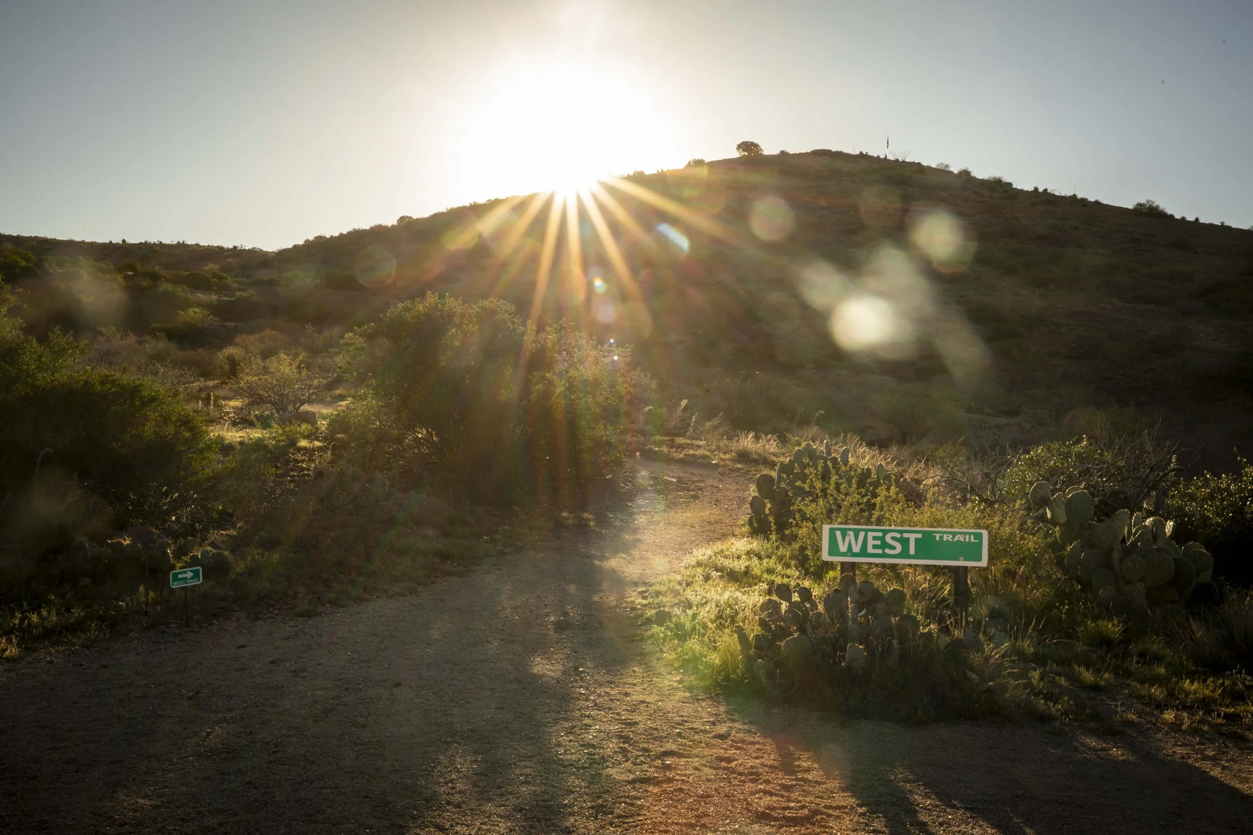 ROUND MOUNTAIN GLOBE ARIZONA NIGHT BLOOMING STOCK AT SUNRISE_074.JPG