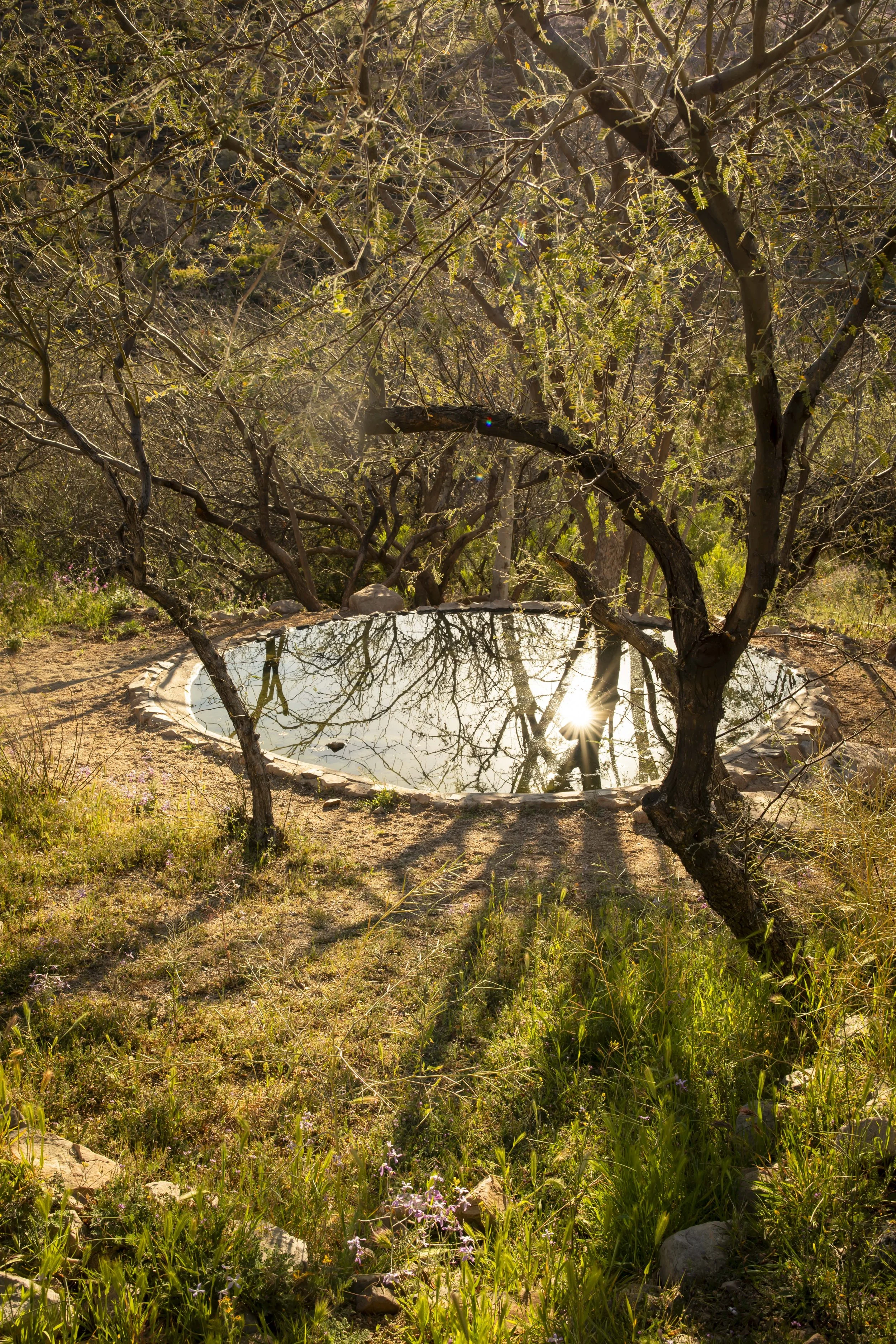 ROUND MOUNTAIN GLOBE ARIZONA NIGHT BLOOMING STOCK AT SUNRISE_077.JPG