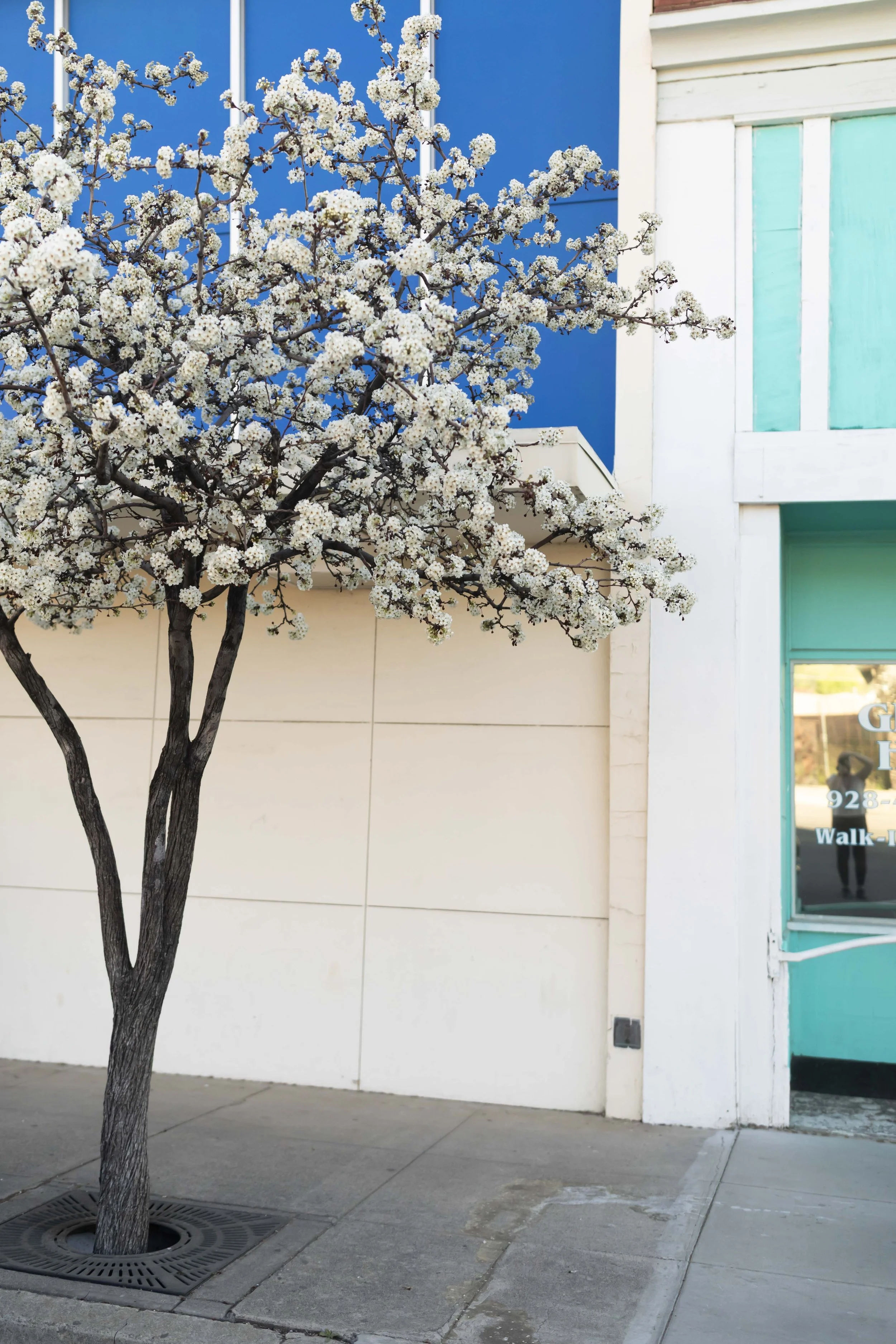 ROUND MOUNTAIN GLOBE ARIZONA NIGHT BLOOMING STOCK AT SUNRISE_081.JPG