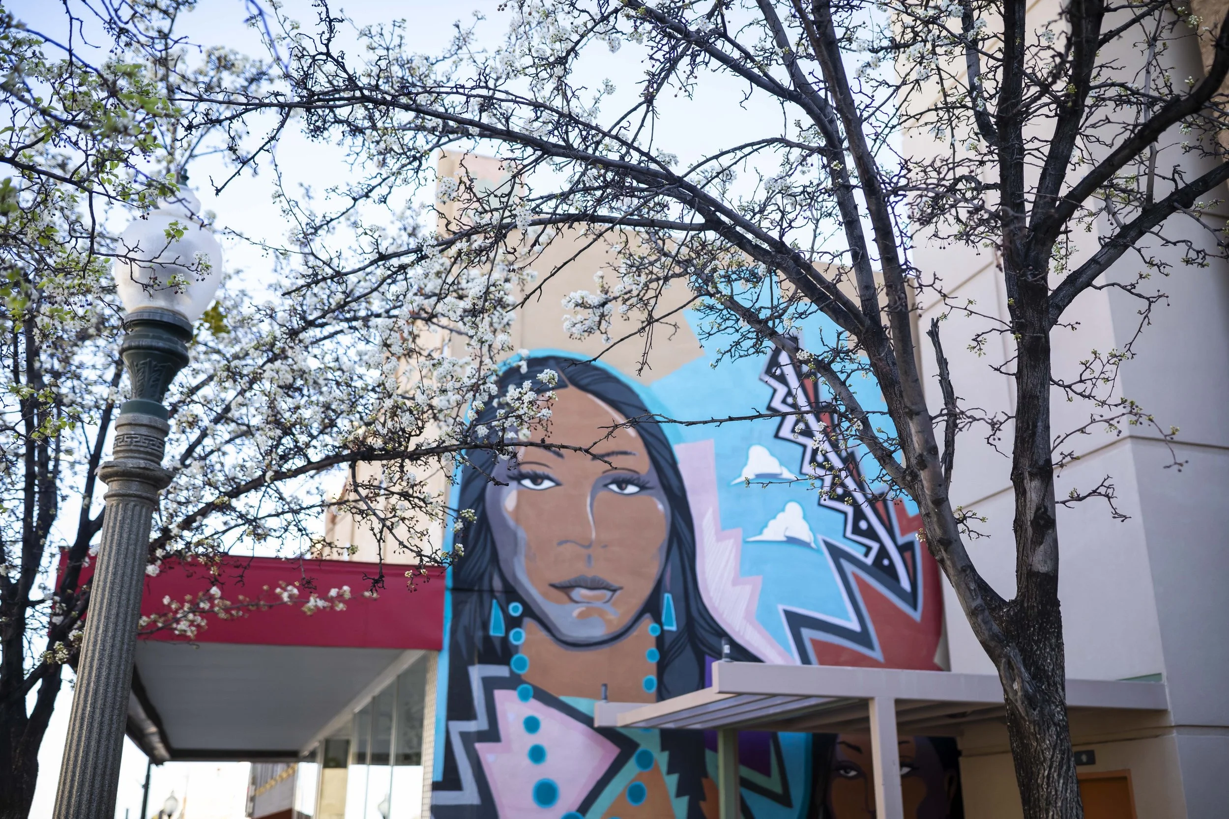 ROUND MOUNTAIN GLOBE ARIZONA NIGHT BLOOMING STOCK AT SUNRISE_084.JPG