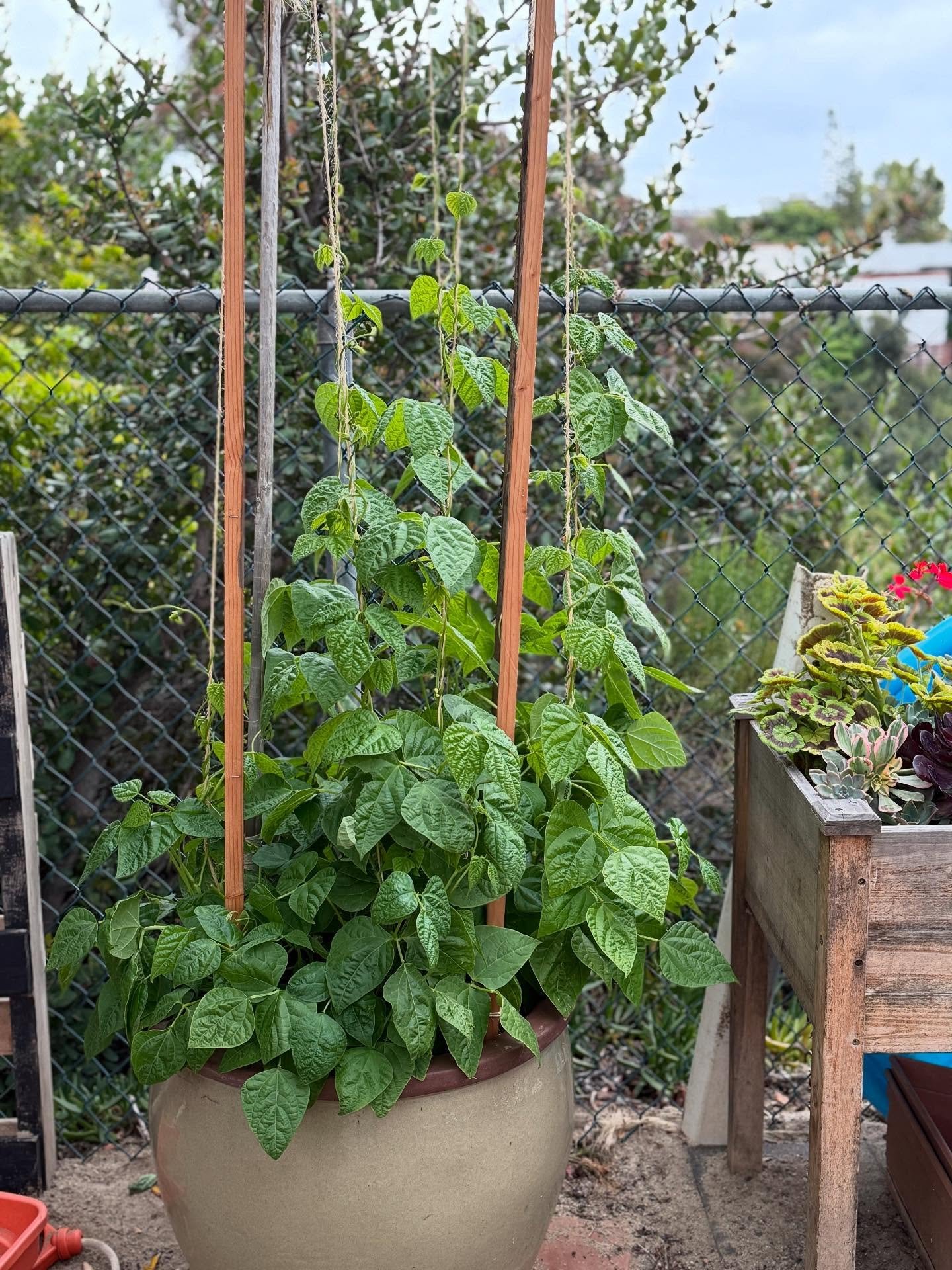 Look how beautiful and healthy this green bean plant is that our youngest preschool classroom is working so hard to grow 🌱🫛

#sdcp #sandiegocooperativepreschool #gardening #greenbeans #playbasedlearning #play #reggioemilia #riephilosophy