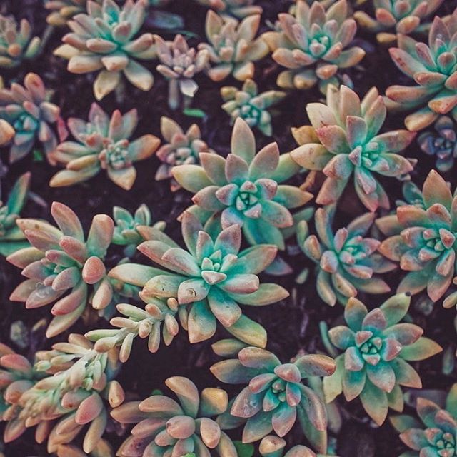 &ldquo;Visiting Florence was like attending a surprise party every day.&rdquo; @jennifercoburnbooks
.
.
.
.
#wildandgolden #eephotography #erinwoolsey #florence #italy #succulents #travelphotography #digitalphotography #lookslikefilm