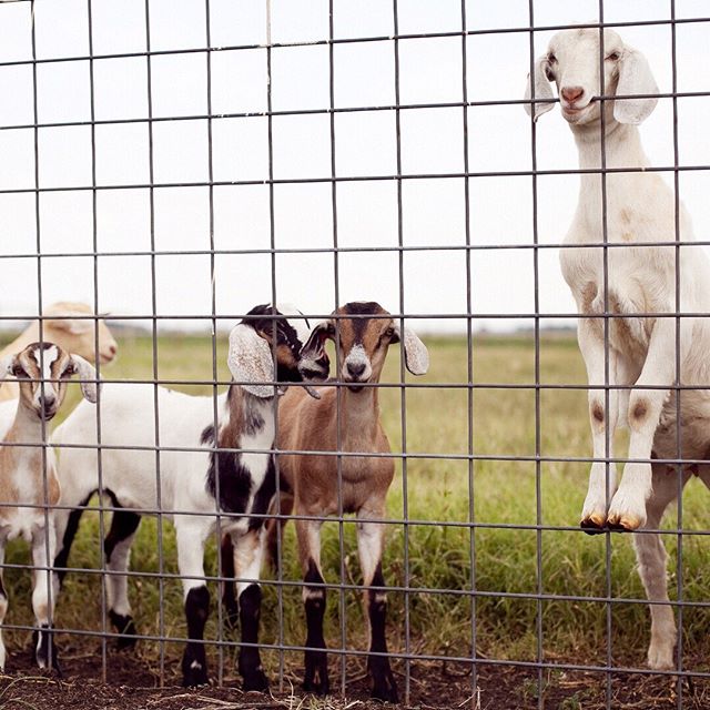 Wherever the earth is crag and scrub, the goats are there&mdash;the black ones, girlishly skipping, leaping their little leaps from rock to rock...
⠀⠀⠀⠀⠀⠀⠀⠀⠀
Excerpt, &ldquo;Goats&rdquo; by Eug&eacute;nio de Andrade
Translated from the Portuguese by 