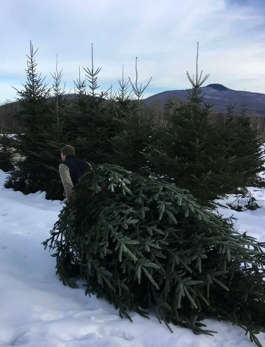 Vente de sapins