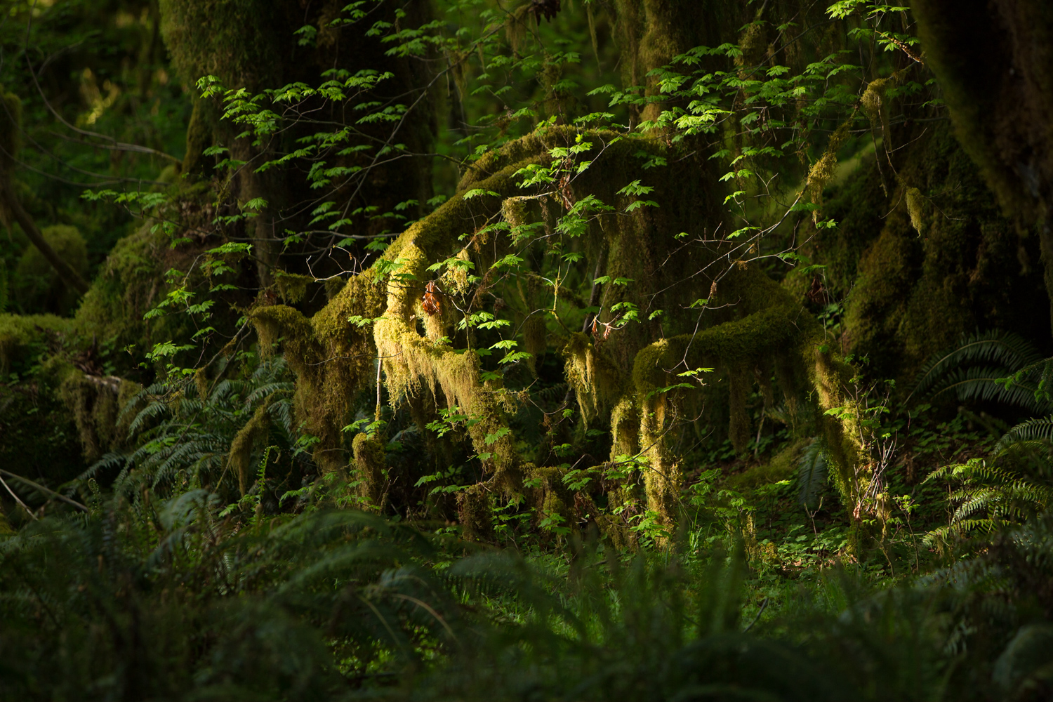 The Hoh Rain Forest | Washington