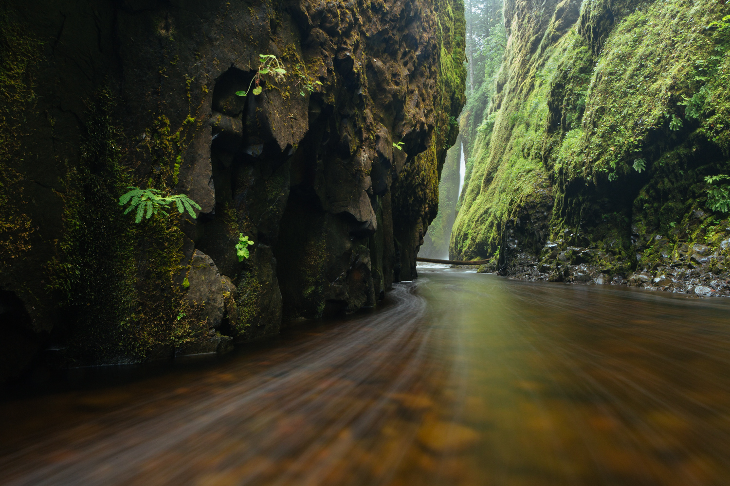 Oneonta Gorge |  Oregon