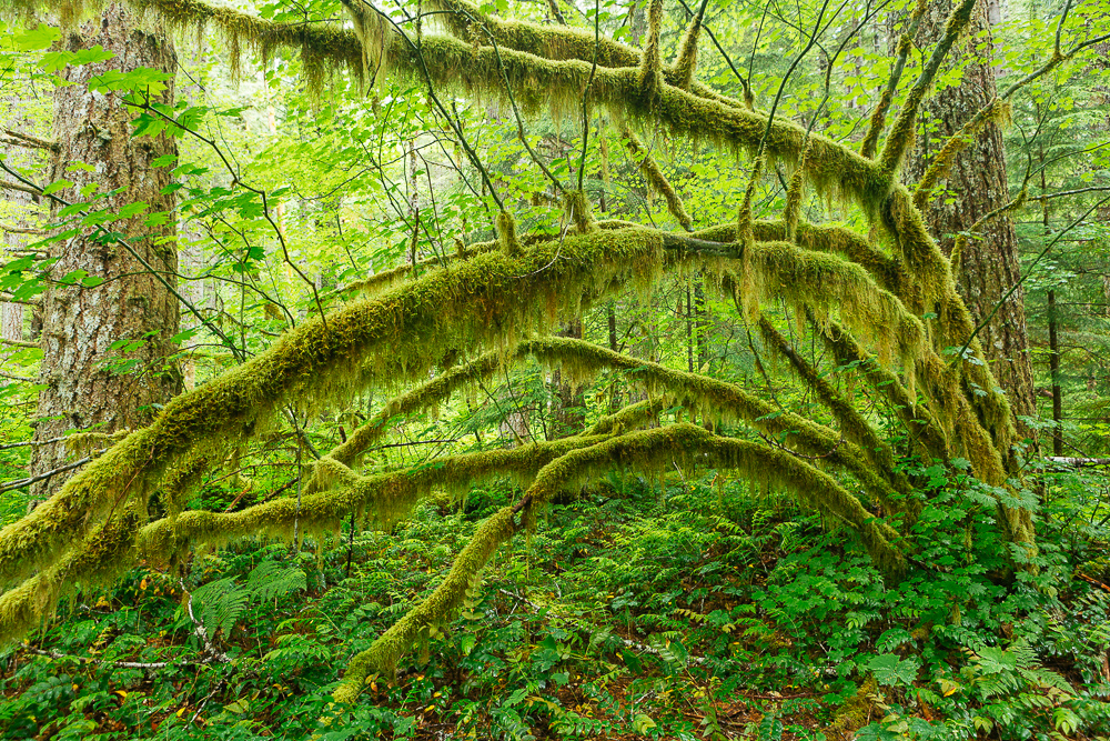  The Hoh Rain Forest, Washington 